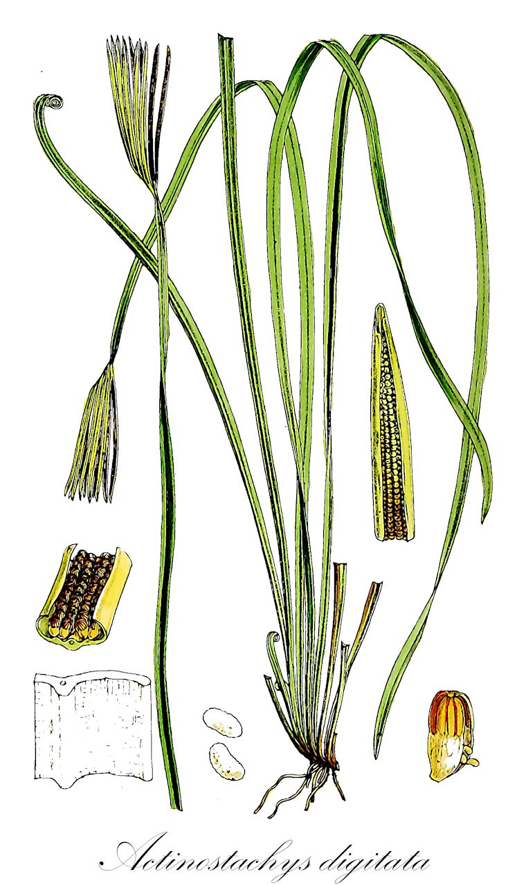 Actinostachys digitata - Schizaeaceae,Plantae,Pteridobiotina,Polypodiophyta,Polypodiopsida,Polypodiidae,Schizaeales,Schizaeaceae,Actinostachys,Actinostachys digitata,Acrostichum digitatum, Actinostachys boninensis, Actinostachys digitata var. boninensis, Belvisia digitata, Schizaea boninensis, Schizaea digitata
