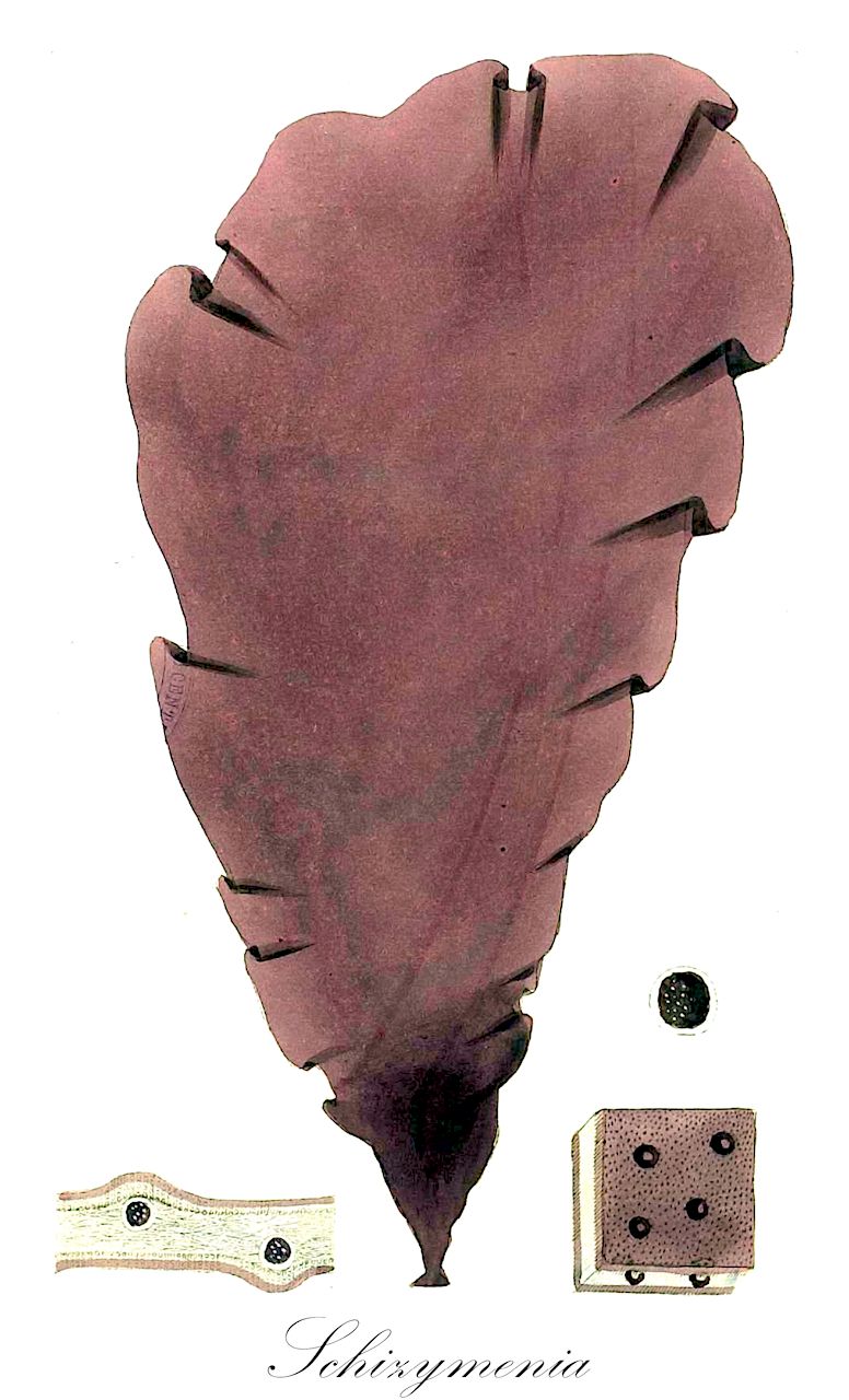Schizymenia - Schizymeniaceae,Biota,Plantae,Rhodophyta,Eurhodophytina,Florideophyceae,Nemastomatales,Schizymeniaceae,Schizymenia,Haematocelis, Haematophloea