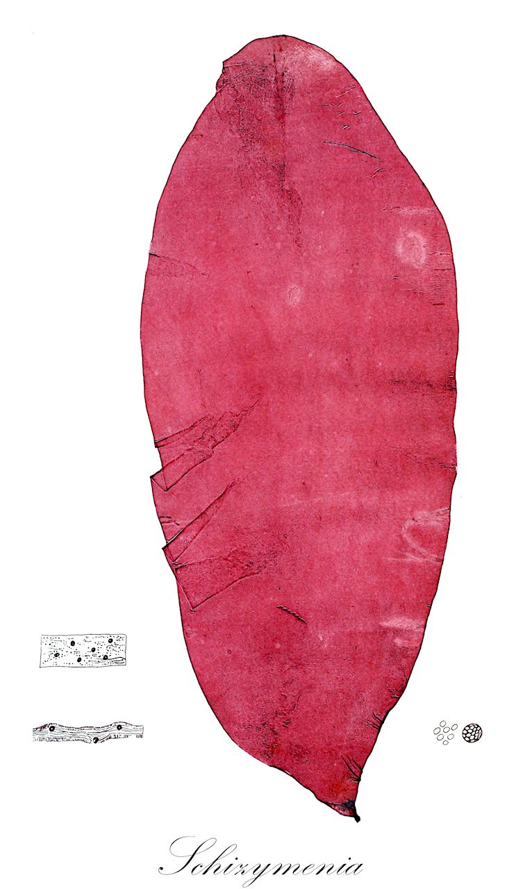 Schizymenia - Schizymeniaceae,Biota,Plantae,Rhodophyta,Eurhodophytina,Florideophyceae,Nemastomatales,Schizymeniaceae,Schizymenia,Haematocelis, Haematophloea