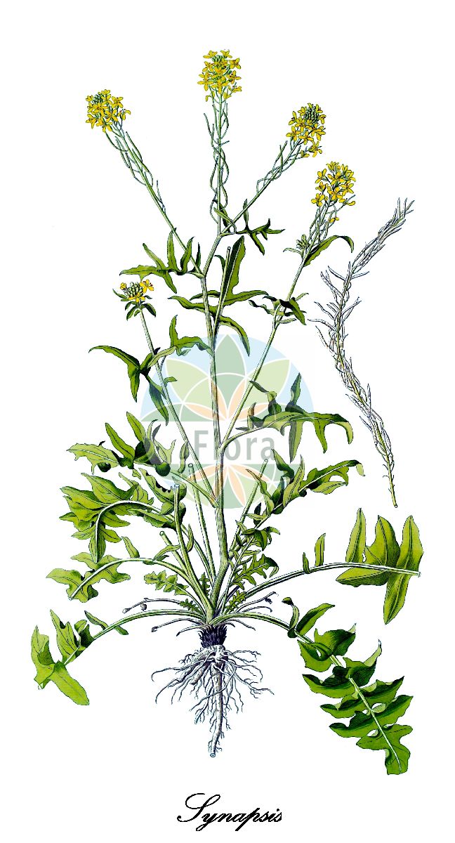 Synapsis - Schlegeliaceae,Plantae,Pteridobiotina,Angiosperms,Lamiales,Schlegeliaceae,Synapsis