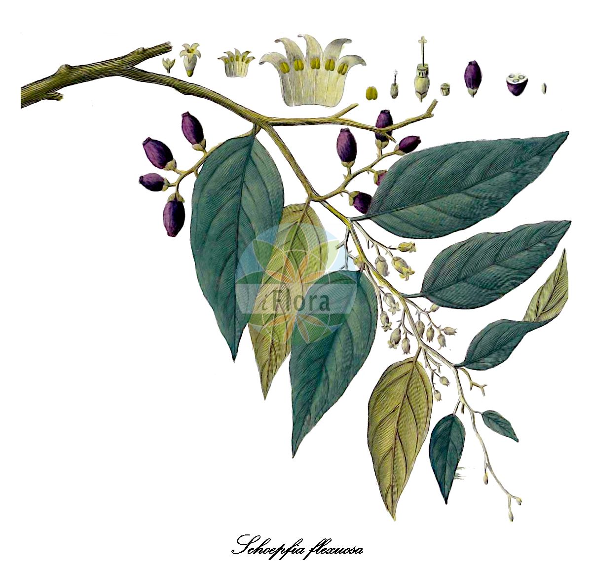 Historische Abbildung von Schoepfia flexuosa. Das Bild zeigt Blatt, Bluete, Frucht und Same. ---- Historical Drawing of Schoepfia flexuosa. The image is showing leaf, flower, fruit and seed.(Schoepfia flexuosa,Schoepfia,Whitewood,Schoepfiaceae,Whitewood Family,Blatt,Bluete,Frucht,Same,leaf,flower,fruit,seed,Pavón y Jiménez-Villanueva & Ruiz López (1798-1802))