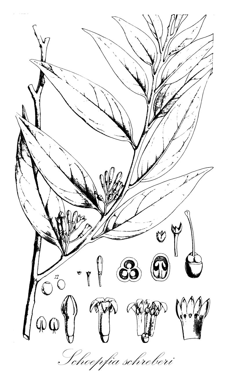 Schoepfia schreberi - Schoepfiaceae,Codonium arborescens, Codonium arborescens var. berterianum, Codonium chrysophylloides, Diplocalyx chrysophylloides, Schoepfia americana, Schoepfia angulata, Schoepfia angustata, Schoepfia arborescens, Schoepfia chrysophylloides, Schoepfia marchii, Schoepfia mexicana,Plantae,Pteridobiotina,Angiosperms,Santalales,Schoepfiaceae,Schoepfia,Schoepfia schreberi