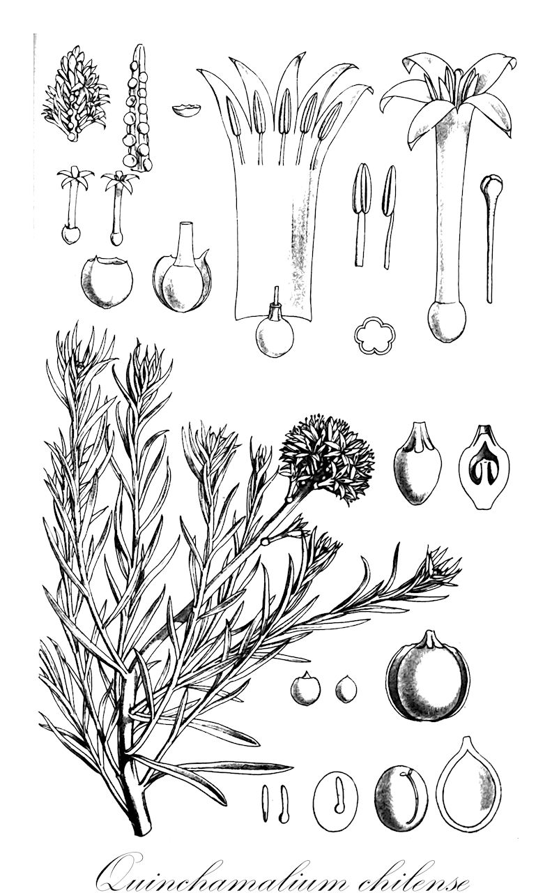 Quinchamalium chilense - Schoepfiaceae,Bryodes minutissima, Quinchamalium andinum, Quinchamalium araucanum, Quinchamalium berteroanum, Quinchamalium bracteosum, Quinchamalium breviflorum, Quinchamalium brevistaminatum, Quinchamalium carnosum, Quinchamalium chilense, Quinchamalium chilense var. gracile, Quinchamalium chilense var. gracile, Quinchamalium chilense var. majus, Quinchamalium chilense var. parviflorum, Quinchamalium chilense var. parviflorum, Quinchamalium chilense var. patagonicum, Quinchamalium chilense var. procumbens, Quinchamalium chilense var. robustius, Quinchamalium dombeyi, Quinchamalium elegans, Quinchamalium elongatum, Quinchamalium ericoides, Quinchamalium excrecens, Quinchamalium fruticulosum, Quinchamalium gracile, Quinchamalium hoppii, Quinchamalium linarioides, Quinchamalium linifolium, Quinchamalium litorale, Quinchamalium lomae, Quinchamalium majus, Quinchamalium majus var. spegazzinii, Quinchamalium minutum, Quinchamalium parviflorum, Quinchamalium patagonicum, Quinchamalium peruviauum, Quinchamalium pratense, Quinchamalium procumbens, Quinchamalium purpureum, Quinchamalium raimondii, Quinchamalium rugosum, Quinchamalium stuebelii, Quinchamalium tarapacanum, Quinchamalium tenue, Quinchamalium thesioides, Quinchamalium thesioides var. flaccidum, Quinchamalium thesioides var. thesioides,Plantae,Pteridobiotina,Angiosperms,Santalales,Schoepfiaceae,Quinchamalium,Quinchamalium chilense