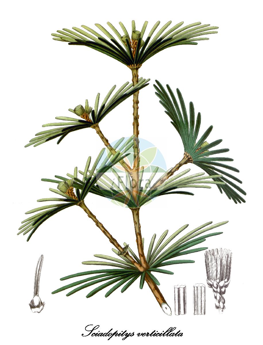 Sciadopitys verticillata - Sciadopityaceae,Plantae,Pteridobiotina,Pinophyta,Pinopsida,Cupressidae,Cupressales,Sciadopityaceae,Sciadopitys,Sciadopitys verticillata,Pinus verticillata, Podocarpus verticillatus, Sciadopitys verticillata var. pendula, Sciadopitys verticillata var. variegata, Taxus verticillata,Japanische Schirmtanne