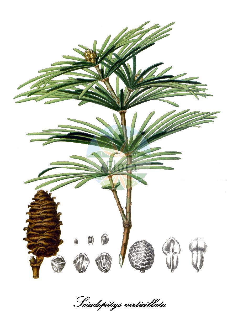 Sciadopitys verticillata - Sciadopityaceae,Plantae,Pteridobiotina,Pinophyta,Pinopsida,Cupressidae,Cupressales,Sciadopityaceae,Sciadopitys,Sciadopitys verticillata,Pinus verticillata, Podocarpus verticillatus, Sciadopitys verticillata var. pendula, Sciadopitys verticillata var. variegata, Taxus verticillata,Japanische Schirmtanne