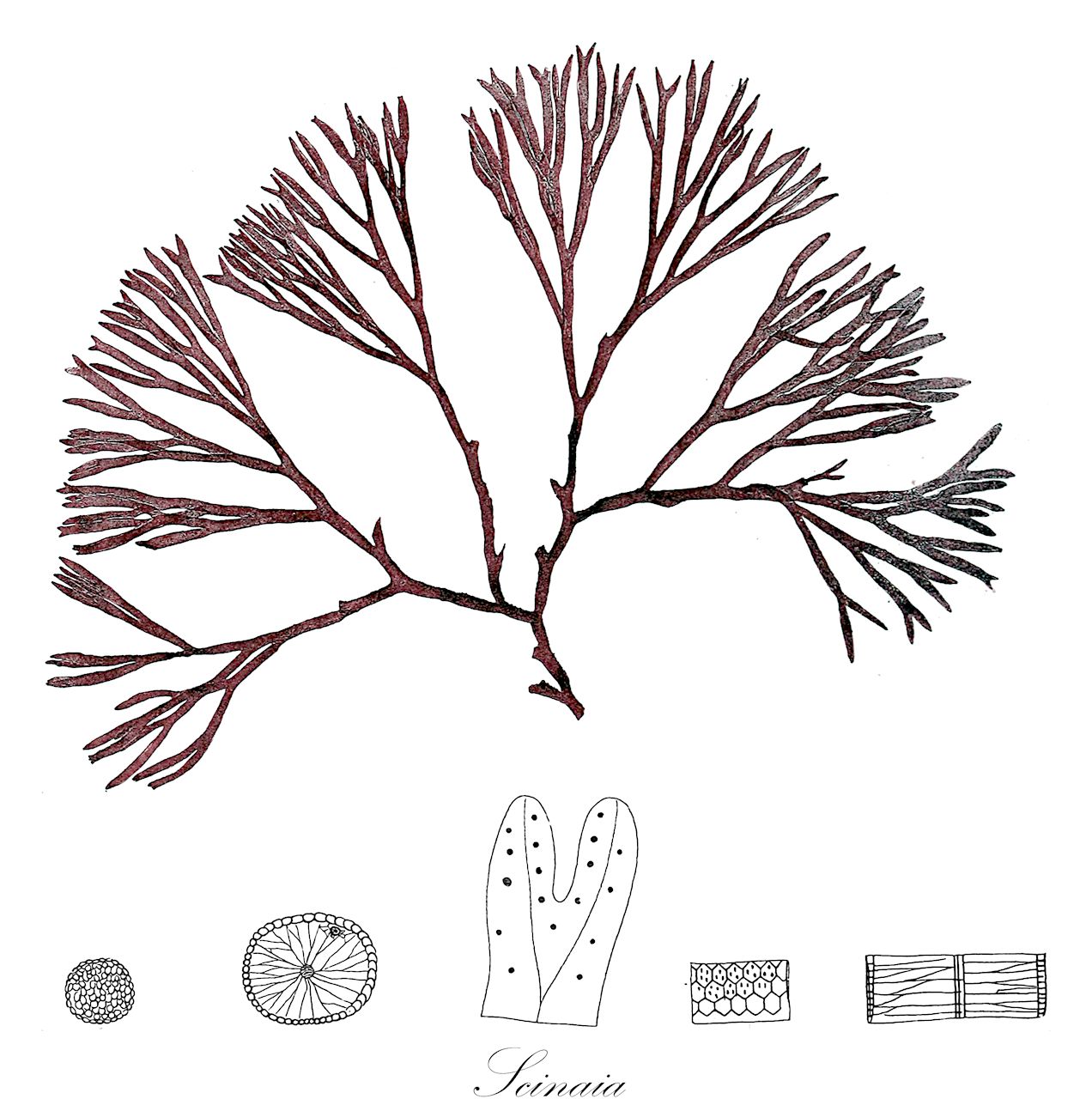 Scinaia - Scinaiaceae,Biota,Plantae,Rhodophyta,Eurhodophytina,Florideophyceae,Nemaliales,Scinaiaceae,Scinaia,Ginannia, Ginannia, Myelomium, Pseudogloiophloea, Pseudoscinaia