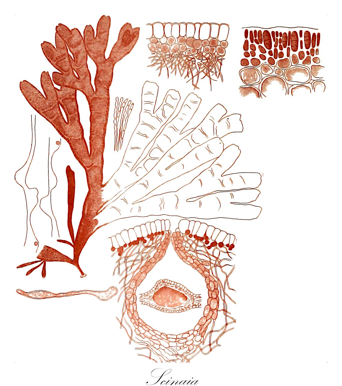 Scinaia - Scinaiaceae,Biota,Plantae,Rhodophyta,Eurhodophytina,Florideophyceae,Nemaliales,Scinaiaceae,Scinaia,Ginannia, Ginannia, Myelomium, Pseudogloiophloea, Pseudoscinaia