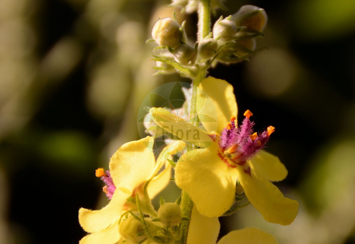 Verbascum blattaria - Scrophulariaceae,Plantae,Pteridobiotina,Angiosperms,Lamiales,Scrophulariaceae,Verbascum,Verbascum blattaria,Blattaria vulgaris, Thapsus blattaria, Verbascum blattaria f. albiflorum, Verbascum blattaria f. blattaria, Verbascum blattaria subsp. repandum, Verbascum blattaria var. albiflorum, Verbascum blattaria var. albiflorum, Verbascum blattaria var. brevipedicellatum, Verbascum blattaria var. crenatum, Verbascum blattaria var. incarnatum, Verbascum blattaria var. majus, Verbascum blattaria var. normalis, Verbascum blattaria var. rubricaule, Verbascum blattaria var. subintegerrimum, Verbascum blattariforme, Verbascum carduifolium, Verbascum carduifolium, Verbascum caucasicum, Verbascum claytonii, Verbascum cordatum, Verbascum glabrum, Verbascum leptophyllum, Verbascum luridum, Verbascum nitidum, Verbascum ramosissimum, Verbascum repandum, Verbascum rhinanthifolium, Verbascum virgatum,Motten-Königskerze;Schaben-Königskerze;Schaben-Wollkraut;Schabenkraut;moth mullein;molène blattaire;spurious mullein;Molène blattaire;herbe aux mites;herbe-aux-mites;hierba del pano;hierba del paño;blataria menor;cenicientos;croca;cucaracha montesina;cucaracha real;cucarachera blanca;gordolobo macho;gordolobo polillero;guante de doncella;hierba de la polilla;polillera;sabonera;verbasco;Verbasco polline;polline;verbasco blattario;mottekruid;mottenkruid;verbasco-amarelo;коровяк молевый;коровяк тараканий;tutan sığırkuyruğu;bar peshku moleje;netull;blatària;llepasera borda;moljačka divizma;dziewanna rdzawa;môzuika;モウズイカ;grozdasti lučnik;molyűző ökörfarkkóró;divizna švábovitá;divozel červikový;divozel švábový;дивина тарганяча;обикновен лопен