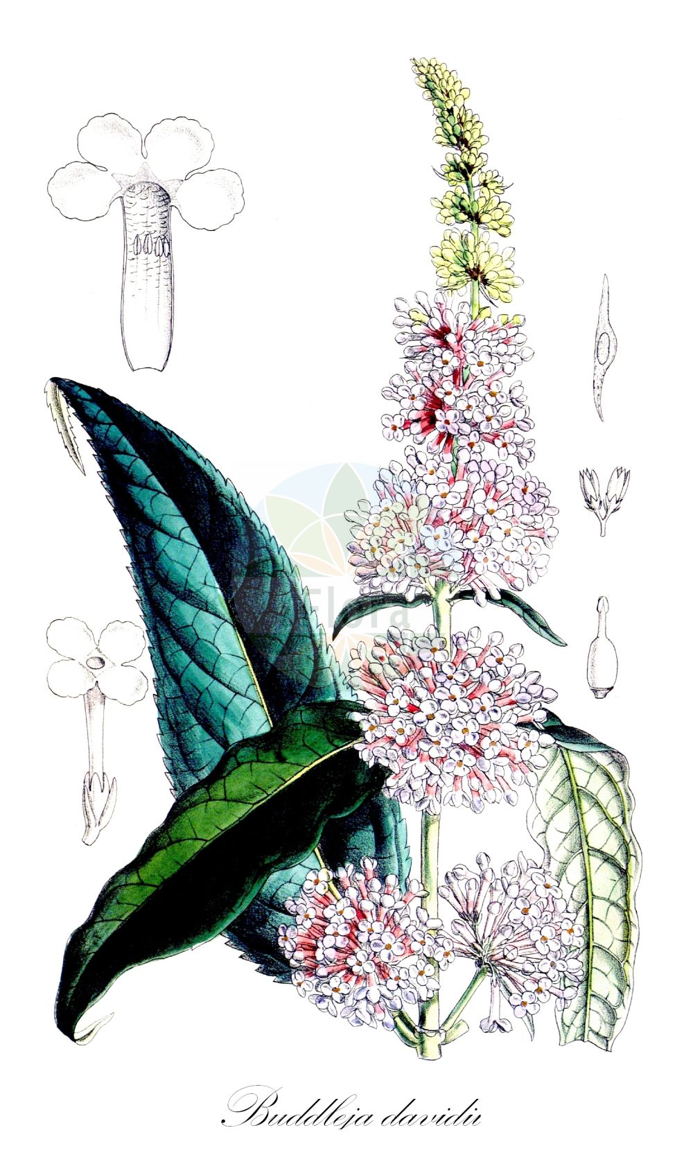 Buddleja davidii - Scrophulariaceae,Plantae,Pteridobiotina,Angiosperms,Lamiales,Scrophulariaceae,Buddleja,Buddleja davidii,Buddleja davidii var. alba, Buddleja davidii var. glabrescens, Buddleja davidii var. magnifera, Buddleja davidii var. nanhoensis, Buddleja davidii var. superba, Buddleja davidii var. veitchiana, Buddleja davidii var. wilsonii, Buddleja delavayi var. tomentosa, Buddleja heliophila var. adenophora, Buddleja shaanxiensis, Buddleja shimidzuana, Buddleja striata, Buddleja striata, Buddleja striata var. zhouquensis, Buddleja variabilis, Buddleja variabilis var. magnifica, Buddleja variabilis var. nanhoensis, Buddleja variabilis var. prostrata, Buddleja variabilis var. superba, Buddleja variabilis var. superba, Buddleja variabilis var. veitchiana, Buddleja variabilis var. veitchiana, Buddleja variabilis var. wilsonii, Buddleja variabilis var. wilsonii, Buddleja veitchiana,Gewöhnlicher Sommerflieder;Chinesischer Sommerflieder;Fliederspeer;Schmetterlingsstrauch;Davids Fliederspeer;butterfly-bush;orange eye butterflybush;Buddléia de David;Buddleja
