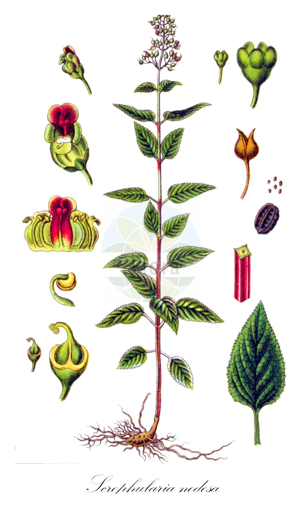 Scrophularia nodosa - Scrophulariaceae,Plantae,Pteridobiotina,Angiosperms,Lamiales,Scrophulariaceae,Scrophularia,Scrophularia nodosa,Scrophularia capitata, Scrophularia cechica, Scrophularia foetida, Scrophularia foetida, Scrophularia halleri, Scrophularia hemschinica, Scrophularia italica, Scrophularia major, Scrophularia nodosa subsp. chamaeneriifolia, Scrophularia nodosa subsp. foliosa, Scrophularia nodosa unr. variegata, Scrophularia nodosa var. montana, Scrophularia nodosa var. nitida, Scrophularia nodosa var. purpurascens, Scrophularia nodosa var. serrulata, Scrophularia nodosa var. viridiflora, Scrophularia sckellii, Scrophularia serrulata, Scrophularia ternata, Scrophularia wirtgenii,Knoten-Braunwurz;Knotige Braunwurz;common figwort;figwort;kernelwort;knotted figwort;woodland figwort;Scrophulaire noueuse;scrofulaire noueuse;scrofulaire des bois;orvale;agrouelle;grande morelle;grande scrophulaire;herbe au siège;herbe aux écrouelles;scrophulaire des bois;escrofularia;escrofularia nodosa;hierba de lamparones;hierba de San Pedro;Scrofularia nodosa;scrofularia maggiore;castagnola;moeras-walstro;knopig helmkruid;escrofulária;норичник узловатый;норичник шишковатый;tavuk sıracası;sarushta me nyje;sarushtë;escrofulària nodosa;herba del humors freds;setge;setgera;setje;čvorasti strupnik;flenört;knoldet brunrod;trędownik bulwiasty;navadna črnobina;göcsös görvélyfű;krtičník hlíznatý;krtičník uzlovitý;buberic;krtičník hľuznatý;krtičník uzlovitý;ранник вузлуватий;възловато живениче;грудесто живениче;harilik sealõuarohi;parastā cūknātre;brunrot;tummasyyläjuuri;гомољасти струпник;обични уступник;уступник;шап трава;nariuotasis bervidis;σκροφουλάρι;σκροφουλάρια οζώδης
