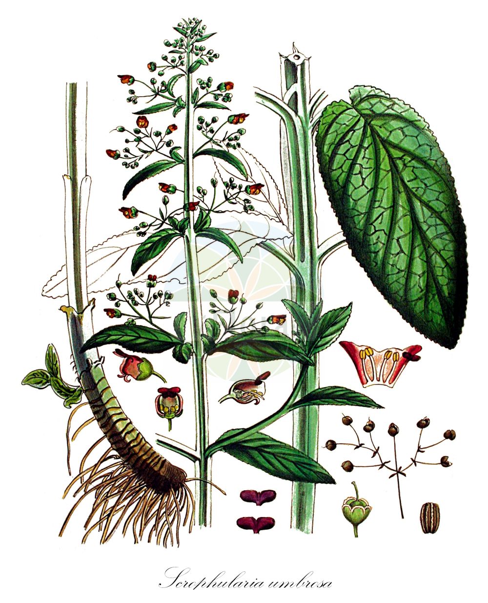 Scrophularia oblongifolia - Scrophulariaceae,Plantae,Pteridobiotina,Angiosperms,Lamiales,Scrophulariaceae,Scrophularia,Scrophularia oblongifolia,Scrophularia affinis, Scrophularia alata, Scrophularia alata prol. cinerea, Scrophularia alata subsp. ehrahrtii, Scrophularia alata subsp. ehrhartii, Scrophularia alata subsp. neesii, Scrophularia alata subsp. umbrosa, Scrophularia alata var. cinerea, Scrophularia alata var. crenata, Scrophularia alata var. neesii, Scrophularia anthemifolia, Scrophularia aquatica, Scrophularia aquatica subsp. cinerea, Scrophularia aquatica subsp. ehrhartii, Scrophularia aquatica subsp. oblongifolia, Scrophularia aquatica var. chlorantha, Scrophularia aquatica var. crenata, Scrophularia aquatica var. umbrosa, Scrophularia balbisii subsp. cinerea, Scrophularia cinerea, Scrophularia cymigera, Scrophularia ehrhartii, Scrophularia ehrhartii var. crenata, Scrophularia ehrhartii var. samaritanii, Scrophularia epicalycina, Scrophularia neesii, Scrophularia oblongifolia subsp. neesii, Scrophularia oblongifolia subsp. umbrosa, Scrophularia pisidica, Scrophularia samaritanii, Scrophularia umbrosa, Scrophularia umbrosa, Scrophularia umbrosa subsp. neesii, Scrophularia umbrosoides,Nees' Flügel-Braunwurz;Nees-Flügel-Braunwurz