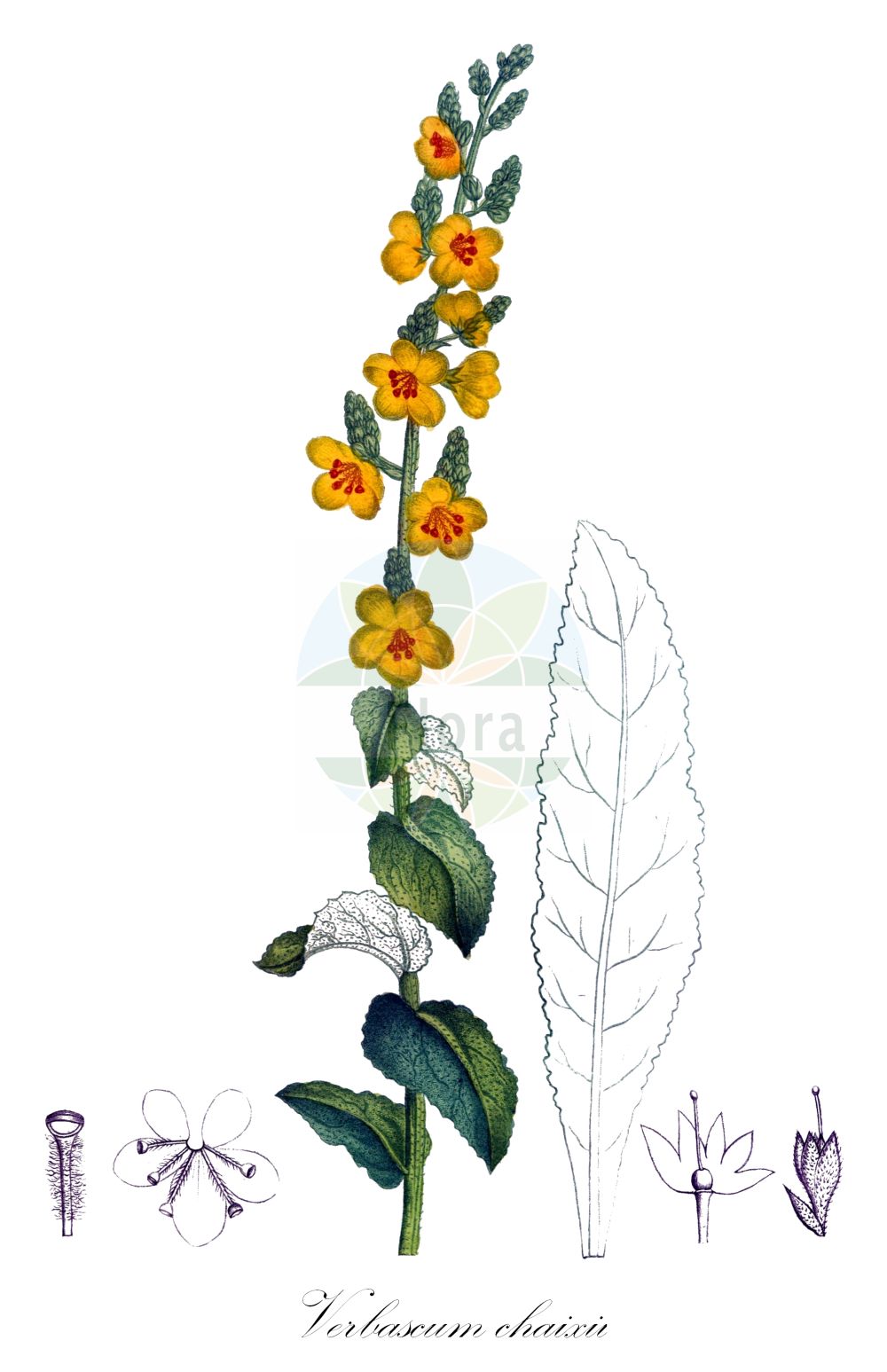 Verbascum chaixii - Scrophulariaceae,Plantae,Pteridobiotina,Angiosperms,Lamiales,Scrophulariaceae,Verbascum,Verbascum chaixii,Österreichische Königskerze;Chaix' Wollkraut;Französische Königskerze;Chaix' Königskerze;Molène de Chaix;bouillon blanc;berbasco;croca;sabonera;Verbasco di Chaix;коровяк Шэ;porpres;torpes;divizma;dziewanna Chaixa;Chaixov lučnik;divizna jižní;divozel Chaixov;Шексиев лопен