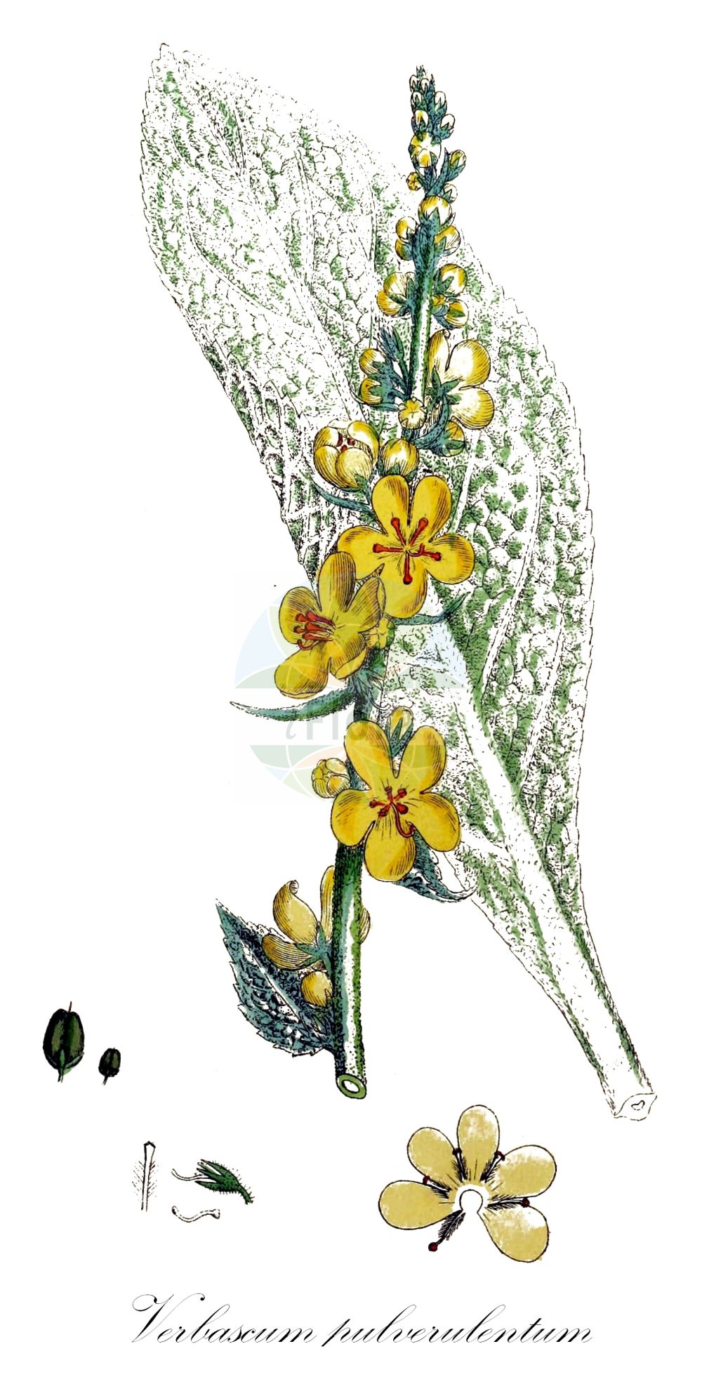 Verbascum pulverulentum - Scrophulariaceae,Plantae,Pteridobiotina,Angiosperms,Lamiales,Scrophulariaceae,Verbascum,Verbascum pulverulentum,Lychnitis pulverulenta, Thapsus floccosum, Thapsus pulverulentum, Verbascum acutifolium, Verbascum farinosum, Verbascum floccosum, Verbascum floccosum f. manlevense, Verbascum floccosum var. heterophyllum, Verbascum haemorrhoidale, Verbascum heterophyllum, Verbascum laxiflorum, Verbascum pulverulentum var. hybridum, Verbascum pulvinatum,Flockige Königskerze;hoary mullein;broad-leaf mullein;Molène pulvérulente;molène floconneuse;barbasco;bordalobo;champazo;corazoncillo;cordoncillo;croca;floringu;floritones;gordolobo;guardalobo;hojas de sapo;lobogordo;morga;nidio;ostaza;sabonera;sanjuan blanco;tarantaina;verbasco pulverulento;verdelobo;Verbasco a candelabro;verbasco polverulento;cachapeiro;verbasco-pulverulento;коровяк припудренный;tozlu sığırkuyruğu;bar peshku i pluhurosur;netull;croca;groca;ploranera;santjoans;torpa;trepó pulverulent;trepons;prašnjava divizma;kosmičasti lučnik;pamutos ökörfarkkóró;divozel prachovitý;напрашен лопен;пепељаста дивизма;позна дивизма