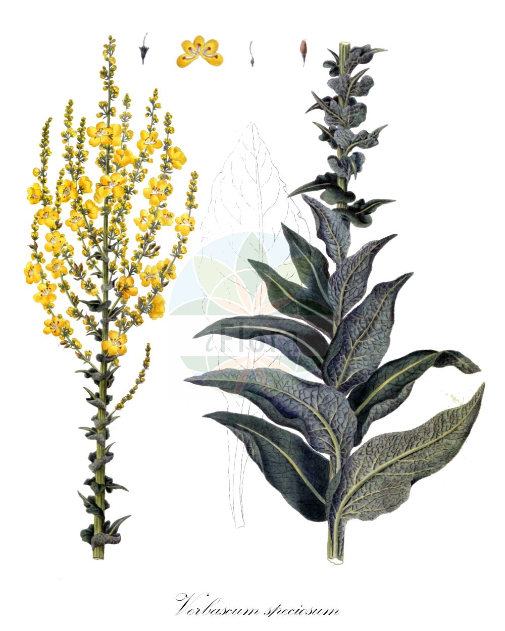 Verbascum speciosum - Scrophulariaceae,Plantae,Pteridobiotina,Angiosperms,Lamiales,Scrophulariaceae,Verbascum,Verbascum speciosum,Verbascum megaphlomos,Prächtige Königskerze;Pracht-Königskerze;showy mullein;Molène splendide;Verbasco appariscente;verbasco bello;коровяк великолепный;zelve;netull;lijepa divizma;praktkungsljus;kandelaber-kongelys;dwiewanna okazała;krasni lučnik;pompás ökörfarkkóró;divizna ozdobná;divozel ozdobný;divozel úhľadný;дивина прегарна;красна лопен;прекрасен лопен;белолисна дивизма