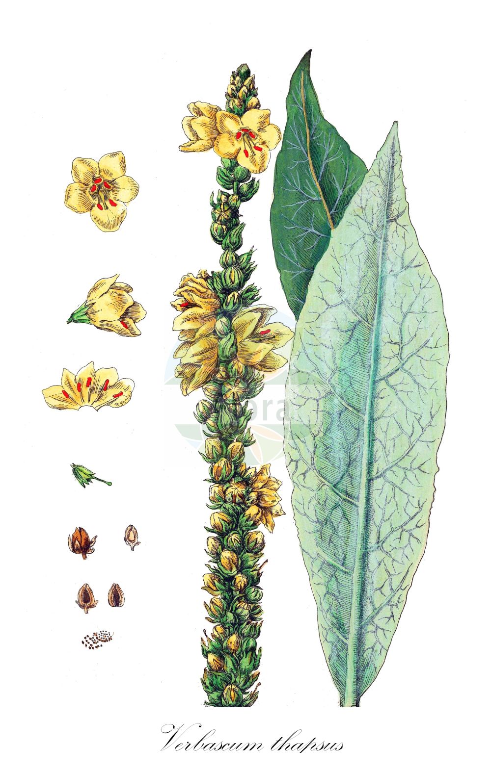 Verbascum thapsus - Scrophulariaceae,Plantae,Pteridobiotina,Angiosperms,Lamiales,Scrophulariaceae,Verbascum,Verbascum thapsus,Verbascum spectabile,Kleinblütige Königskerze;Berg-Königskerze;Dickblättrige Königskerze;Gewöhnliche Kleinblütige Königskerze;great mullein;flannel mullein;common mullein;grande molène;aaron's rod;candlewick;woolly mullein;wand mullein;Bouillon blanc;Molène thapsus;molène bouillon-blanc;bonhomme;gordolobo comun;gordolobo común;barbasco;candela regia;candelaria;cantalobo;casamo;engordolobo;friegaplatos;gordolobo macho;hierba gigante;hierba jabonera;jopo de zorra;matapeces;orejas de lobo;pencas de verdelobo;rabasco;verbasco;verdelobo;Verbasco tasso barbasso;barbasco maschio;guaraguasco maggiore;tasso barbasso;koningskaars;barbaco;barbasco;cáçamo;cálcimo;erva-de-são-fiacre;trócolos-brancos;vela-de-nossa-senhora;verbasco;коровяк медвежье ухо;коровяк обыкновенный;медвежье ухо;burunca;buzë gomari;blenera;candelera;ciri de Nostre Senyor;croca;cua de guilla;cua de llop;cua de moltó;gamó;herba blenera;herba candelera;herba del ble;herba ploradera;joanal;jovenal;ploraner;repalassa borda;ressentida;torpa;trepó;trepó joanal;sitnocvjetna divizma;moeras-paardestaart;vanlig kungsljus;kungsljus;filtet kongelys;dziewanna drobnokwiatowa;birodomozuika;niwatabako;ビロドモズイカ;ニワタバコ;birôdo-môzuika;ビロードモウズイカ;drobnocvetni lučnik;molyhos ökörfarkkóró;divizna malokvětá;corovatic;divozel malokvetý;дивина ведмежа;дивина помітна;üheksavägine;parastais deviņvīruspēks;filtkongslys;ukontulikukka;обична дивизма;smulkiažiedė tūbė;máo ruǐ huā;毛蕊花