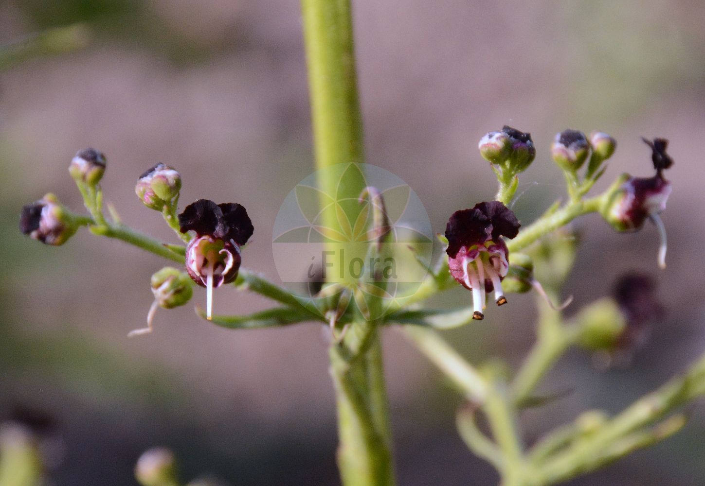 Scrophularia canina - Scrophulariaceae,Plantae,Pteridobiotina,Angiosperms,Lamiales,Scrophulariaceae,Scrophularia,Scrophularia canina,Tomiephyllum caninum,Hunds-Braunwurz;Alpen-Hunds-Braunwurz;french figwort;alpine figwort;dog figwort;Scrophulaire des chiens;escoba;escrofularia canina;escrofularia menor;escrofularia perruna;hierba de Troya;meaperros;ruda camera;ruda canina;Scrofularia comune;ruta canina;erva-das-escaldadelas;erva-marmeleira;escrofulária;escrofulária-canina;escrofulária-de-cão;escrofulária-menor;норичник собачий;it sıracaotu;sarushtë;escrofulària de ca;escrofulària de gos;herba pudent;ruda de ca;ruda de gos;uskolisni strupnik;pasja črnobina;krtičník psí;krtičník psí;кучешко живениче;пасји струпник
