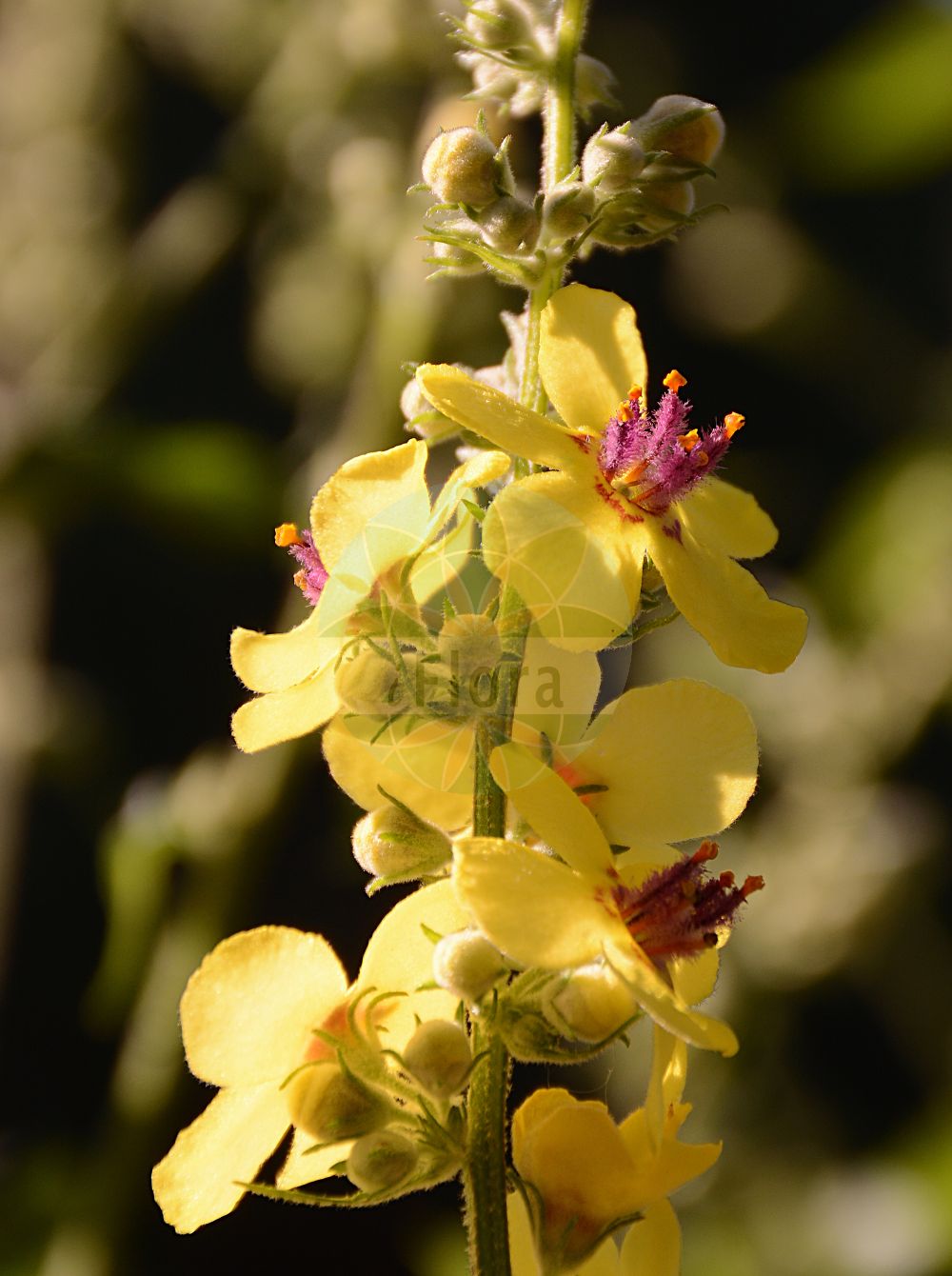 Verbascum blattaria - Scrophulariaceae,Plantae,Pteridobiotina,Angiosperms,Lamiales,Scrophulariaceae,Verbascum,Verbascum blattaria,Blattaria vulgaris, Thapsus blattaria, Verbascum blattaria f. albiflorum, Verbascum blattaria f. blattaria, Verbascum blattaria subsp. repandum, Verbascum blattaria var. albiflorum, Verbascum blattaria var. albiflorum, Verbascum blattaria var. brevipedicellatum, Verbascum blattaria var. crenatum, Verbascum blattaria var. incarnatum, Verbascum blattaria var. majus, Verbascum blattaria var. normalis, Verbascum blattaria var. rubricaule, Verbascum blattaria var. subintegerrimum, Verbascum blattariforme, Verbascum carduifolium, Verbascum carduifolium, Verbascum caucasicum, Verbascum claytonii, Verbascum cordatum, Verbascum glabrum, Verbascum leptophyllum, Verbascum luridum, Verbascum nitidum, Verbascum ramosissimum, Verbascum repandum, Verbascum rhinanthifolium, Verbascum virgatum,Motten-Königskerze;Schaben-Königskerze;Schaben-Wollkraut;Schabenkraut;moth mullein;molène blattaire;spurious mullein;Molène blattaire;herbe aux mites;herbe-aux-mites;hierba del pano;hierba del paño;blataria menor;cenicientos;croca;cucaracha montesina;cucaracha real;cucarachera blanca;gordolobo macho;gordolobo polillero;guante de doncella;hierba de la polilla;polillera;sabonera;verbasco;Verbasco polline;polline;verbasco blattario;mottekruid;mottenkruid;verbasco-amarelo;коровяк молевый;коровяк тараканий;tutan sığırkuyruğu;bar peshku moleje;netull;blatària;llepasera borda;moljačka divizma;dziewanna rdzawa;môzuika;モウズイカ;grozdasti lučnik;molyűző ökörfarkkóró;divizna švábovitá;divozel červikový;divozel švábový;дивина тарганяча;обикновен лопен