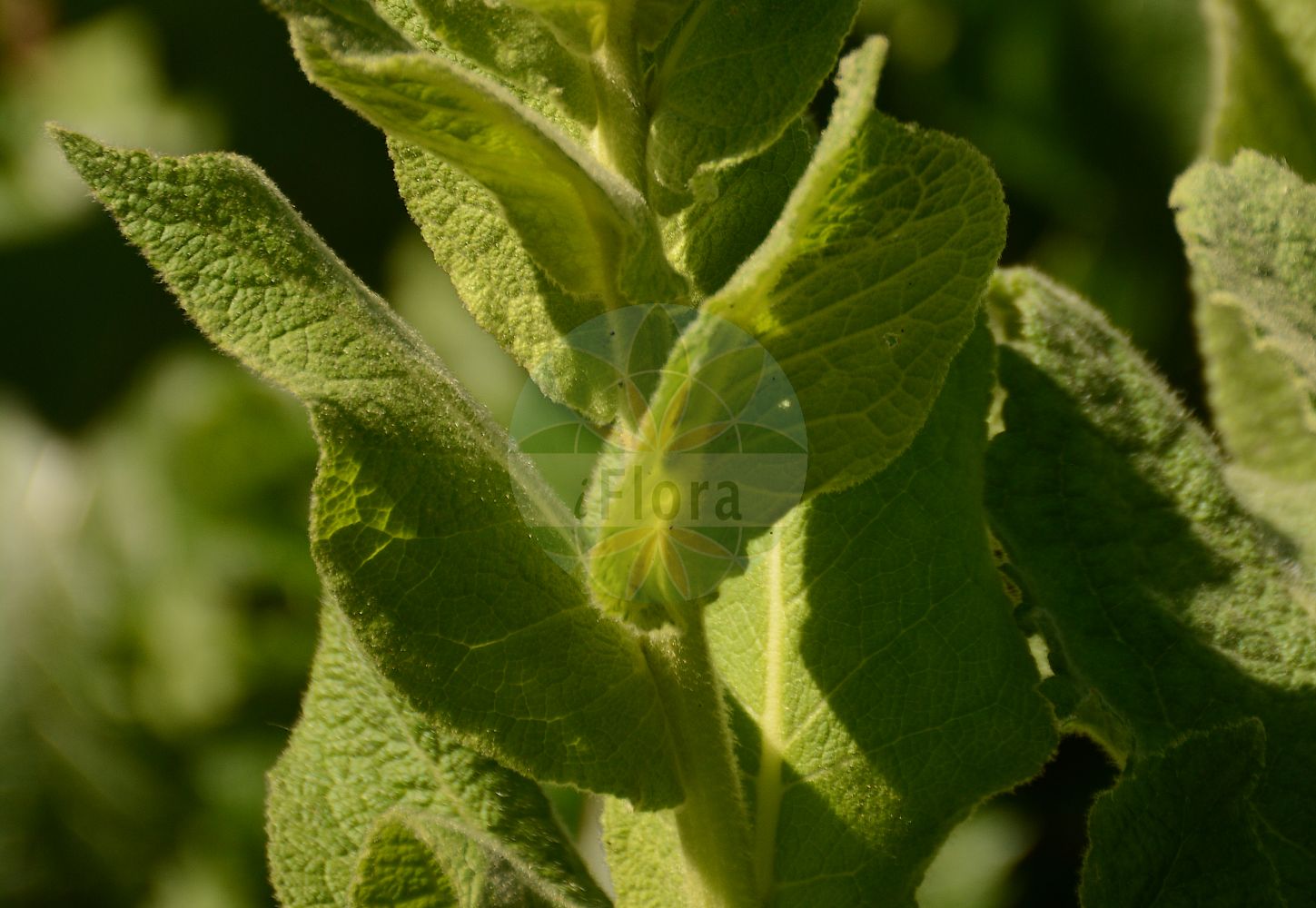 Verbascum densiflorum - Scrophulariaceae,Plantae,Pteridobiotina,Angiosperms,Lamiales,Scrophulariaceae,Verbascum,Verbascum densiflorum,Verbascum bicolle, Verbascum cuspidatum, Verbascum floccosum var. gymnostemon, Verbascum macrantherum, Verbascum messanense, Verbascum phlomoides subsp. thapsiforme, Verbascum phlomoides subsp. thapsiforme, Verbascum phlomoides var. cuspidatum, Verbascum phlomoides var. cuspidatum, Verbascum phlomoides var. gymnostemon, Verbascum phlomoides var. thapsiforme, Verbascum thapsiforme, Verbascum thapsiforme subsp. cuspidatum, Verbascum thapsiforme subsp. densiflorum, Verbascum thapsiforme var. bicolle, Verbascum thapsiforme var. laxum, Verbascum thapsiforme var. thapsonigrum, Verbascum thapsus var. thapsiforme, Verbascum velenovskyi,Großblütige Königskerze;dense-flowered mullein;denseflower mullein;great mullein;large-flowered mullein;bonhomme;Molène à fleurs denses;molène à grandes fleurs;molène faux-thapsus;cierge de Notre-Dame;bouillon mâle;molène faux-bouillon-blanc;hierba del pano;hierba del paño;Verbasco falso barbasso;barbasco ramoso;verbasco densifloro;stalkaars;toortsbloem;коровяк высокий;коровяк густоцветковый;коровяк скипетровидный;медвежье ухо;царский скипетр;gırç;lëpushkë;netull;velecvjetna divizma;ölandskungsljus;uldbladet kongelys;dziewanna wielkokwiatowa;velecvetni lučnik;dúsvirágú ökörfarkkóró;divizna velkokvětá;lumînărică;divozel hustokvetý;divozel sápovitý;дивина густоквіткова;висок лопен;гъстоцветен лопен