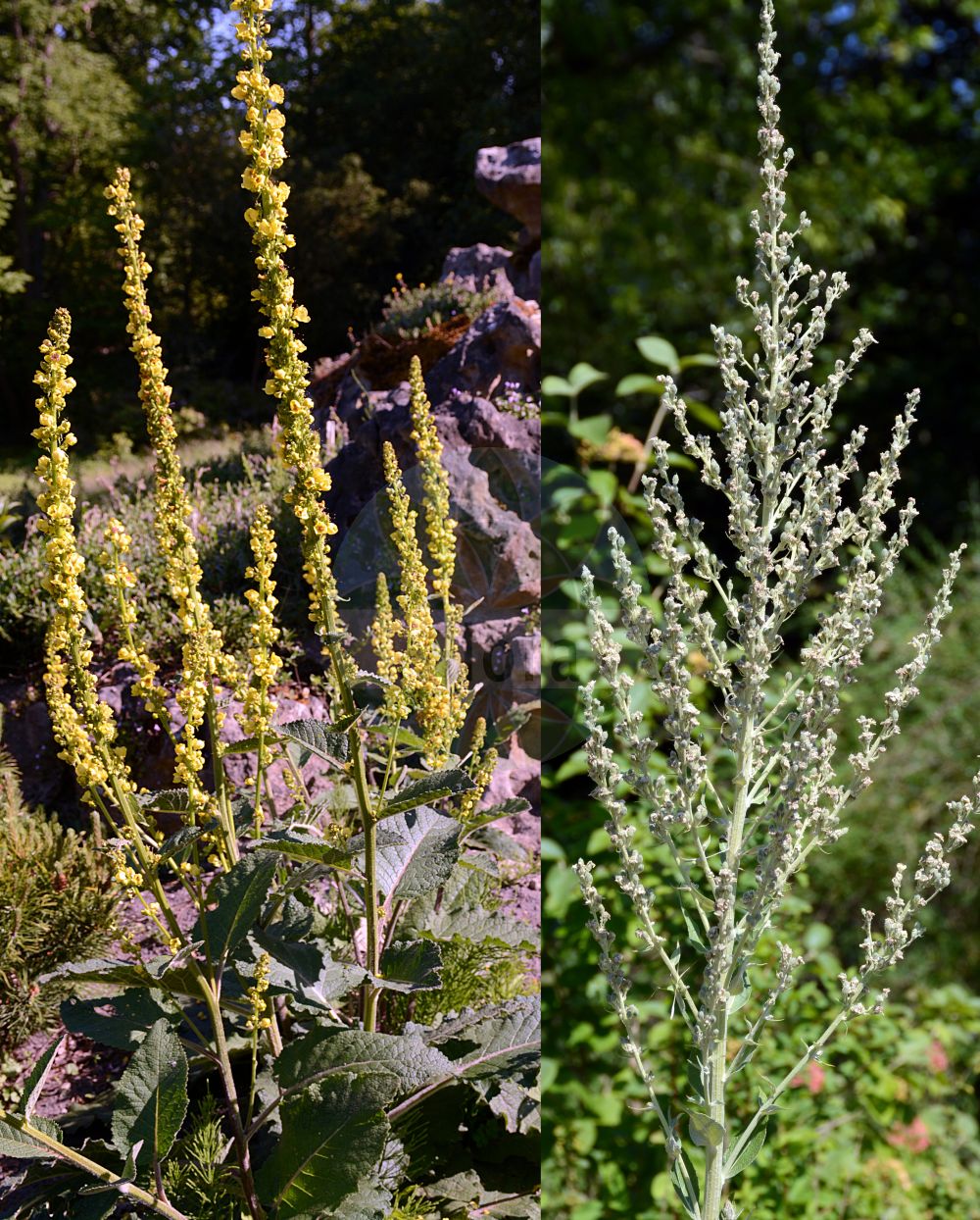 Verbascum lychnitis - Scrophulariaceae,Plantae,Pteridobiotina,Angiosperms,Lamiales,Scrophulariaceae,Verbascum,Verbascum lychnitis,Thapsus lychnitis, Verbascum lychnitis var. album, Verbascum pulverulentum,Mehlige Königskerze;Fackel-Königskerze;Lampen-Wollkraut;Lampen-Königskerze;white mullein;Molène lychnite;molène lychnide;bouillon femelle;molène lychnitis;candelera;candileja;chapezu;chopo blanco;gordolobo blanco;gordolobo hembra;hierba de las torcidas;rabasca olorosa;Verbasco licnite;moeras-vergeet-mij-nietje;melige toorts;коровяк горицветный;коровяк метельчатый;коровяк мучнистый;коровяк смолёвковый;netull;herba de crocades;torpa;trepó candeler;brašnasta divizma;grenigt kungsljus;bleg kongelys;dziewanna firletkowa;naprašeni lučnik;csilláros ökörfarkkóró;divizna knotovitá;divozel knôtokovitý;divozel kukučkovitý;дивина борошниста;свещников лопен;горска дивизма