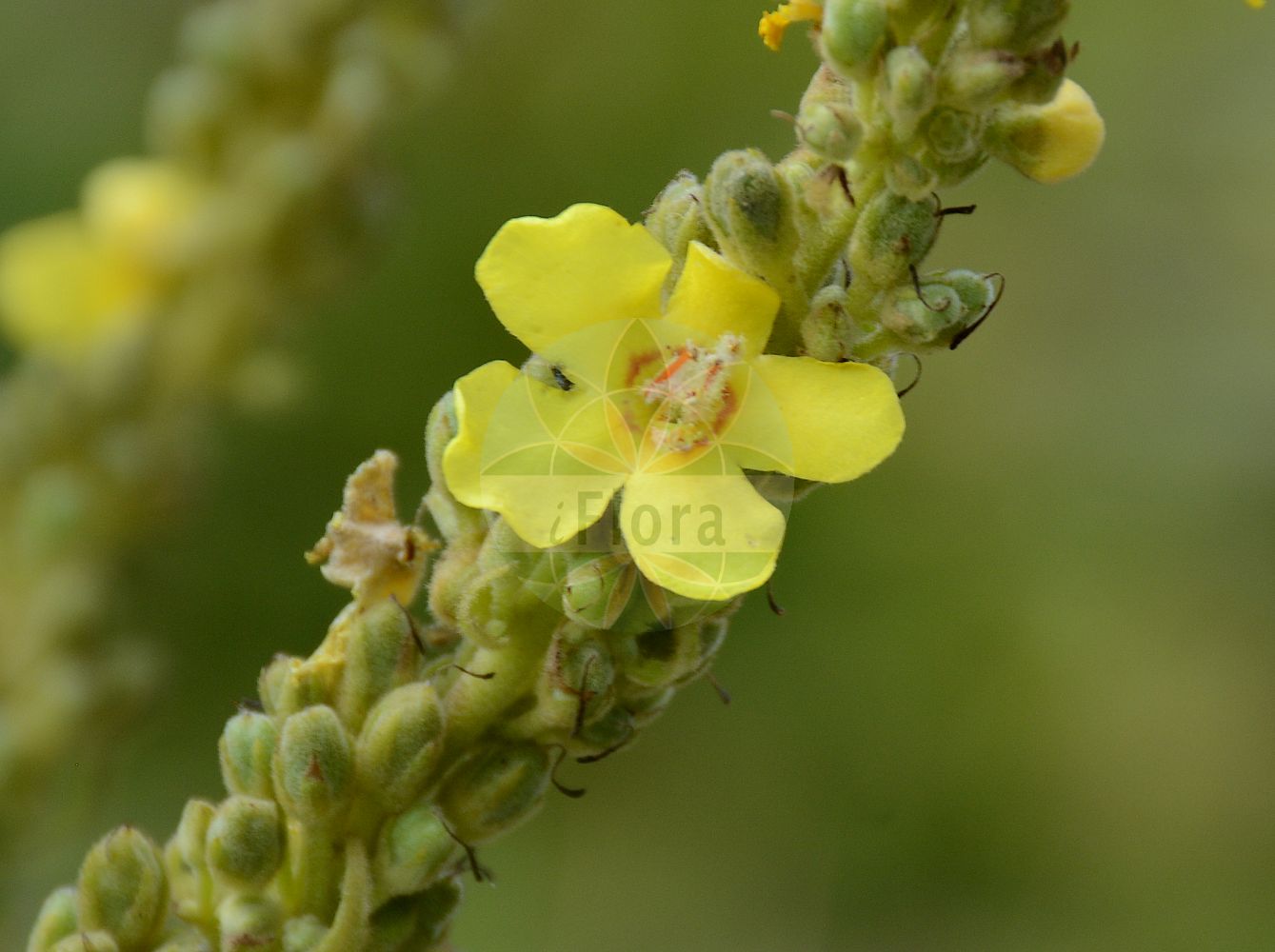 Verbascum speciosum - Scrophulariaceae,Plantae,Pteridobiotina,Angiosperms,Lamiales,Scrophulariaceae,Verbascum,Verbascum speciosum,Verbascum megaphlomos,Prächtige Königskerze;Pracht-Königskerze;showy mullein;Molène splendide;Verbasco appariscente;verbasco bello;коровяк великолепный;zelve;netull;lijepa divizma;praktkungsljus;kandelaber-kongelys;dwiewanna okazała;krasni lučnik;pompás ökörfarkkóró;divizna ozdobná;divozel ozdobný;divozel úhľadný;дивина прегарна;красна лопен;прекрасен лопен;белолисна дивизма