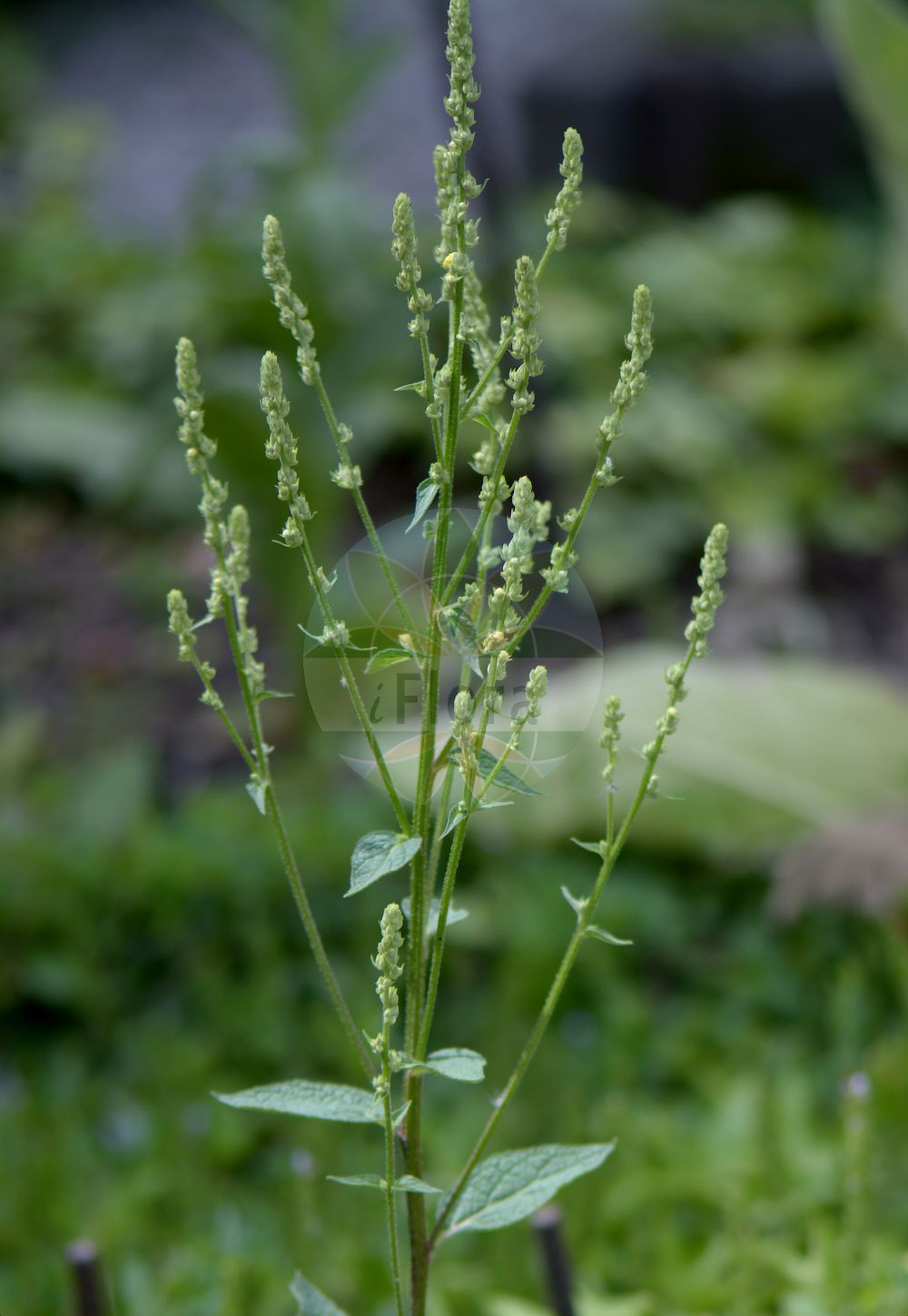 Verbascum chaixii - Scrophulariaceae,Plantae,Pteridobiotina,Angiosperms,Lamiales,Scrophulariaceae,Verbascum,Verbascum chaixii,Österreichische Königskerze;Chaix' Wollkraut;Französische Königskerze;Chaix' Königskerze;Molène de Chaix;bouillon blanc;berbasco;croca;sabonera;Verbasco di Chaix;коровяк Шэ;porpres;torpes;divizma;dziewanna Chaixa;Chaixov lučnik;divizna jižní;divozel Chaixov;Шексиев лопен