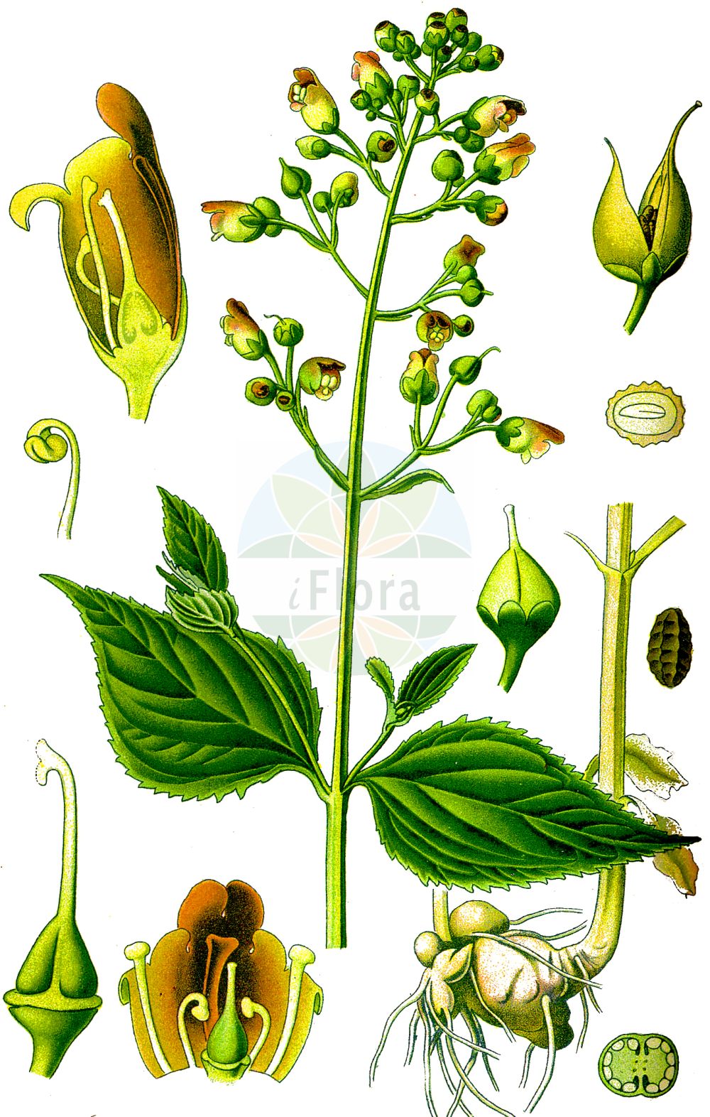 Scrophularia nodosa - Scrophulariaceae,Plantae,Pteridobiotina,Angiosperms,Lamiales,Scrophulariaceae,Scrophularia,Scrophularia nodosa,Scrophularia capitata, Scrophularia cechica, Scrophularia foetida, Scrophularia foetida, Scrophularia halleri, Scrophularia hemschinica, Scrophularia italica, Scrophularia major, Scrophularia nodosa subsp. chamaeneriifolia, Scrophularia nodosa subsp. foliosa, Scrophularia nodosa unr. variegata, Scrophularia nodosa var. montana, Scrophularia nodosa var. nitida, Scrophularia nodosa var. purpurascens, Scrophularia nodosa var. serrulata, Scrophularia nodosa var. viridiflora, Scrophularia sckellii, Scrophularia serrulata, Scrophularia ternata, Scrophularia wirtgenii,Knoten-Braunwurz;Knotige Braunwurz;common figwort;figwort;kernelwort;knotted figwort;woodland figwort;Scrophulaire noueuse;scrofulaire noueuse;scrofulaire des bois;orvale;agrouelle;grande morelle;grande scrophulaire;herbe au siège;herbe aux écrouelles;scrophulaire des bois;escrofularia;escrofularia nodosa;hierba de lamparones;hierba de San Pedro;Scrofularia nodosa;scrofularia maggiore;castagnola;moeras-walstro;knopig helmkruid;escrofulária;норичник узловатый;норичник шишковатый;tavuk sıracası;sarushta me nyje;sarushtë;escrofulària nodosa;herba del humors freds;setge;setgera;setje;čvorasti strupnik;flenört;knoldet brunrod;trędownik bulwiasty;navadna črnobina;göcsös görvélyfű;krtičník hlíznatý;krtičník uzlovitý;buberic;krtičník hľuznatý;krtičník uzlovitý;ранник вузлуватий;възловато живениче;грудесто живениче;harilik sealõuarohi;parastā cūknātre;brunrot;tummasyyläjuuri;гомољасти струпник;обични уступник;уступник;шап трава;nariuotasis bervidis;σκροφουλάρι;σκροφουλάρια οζώδης