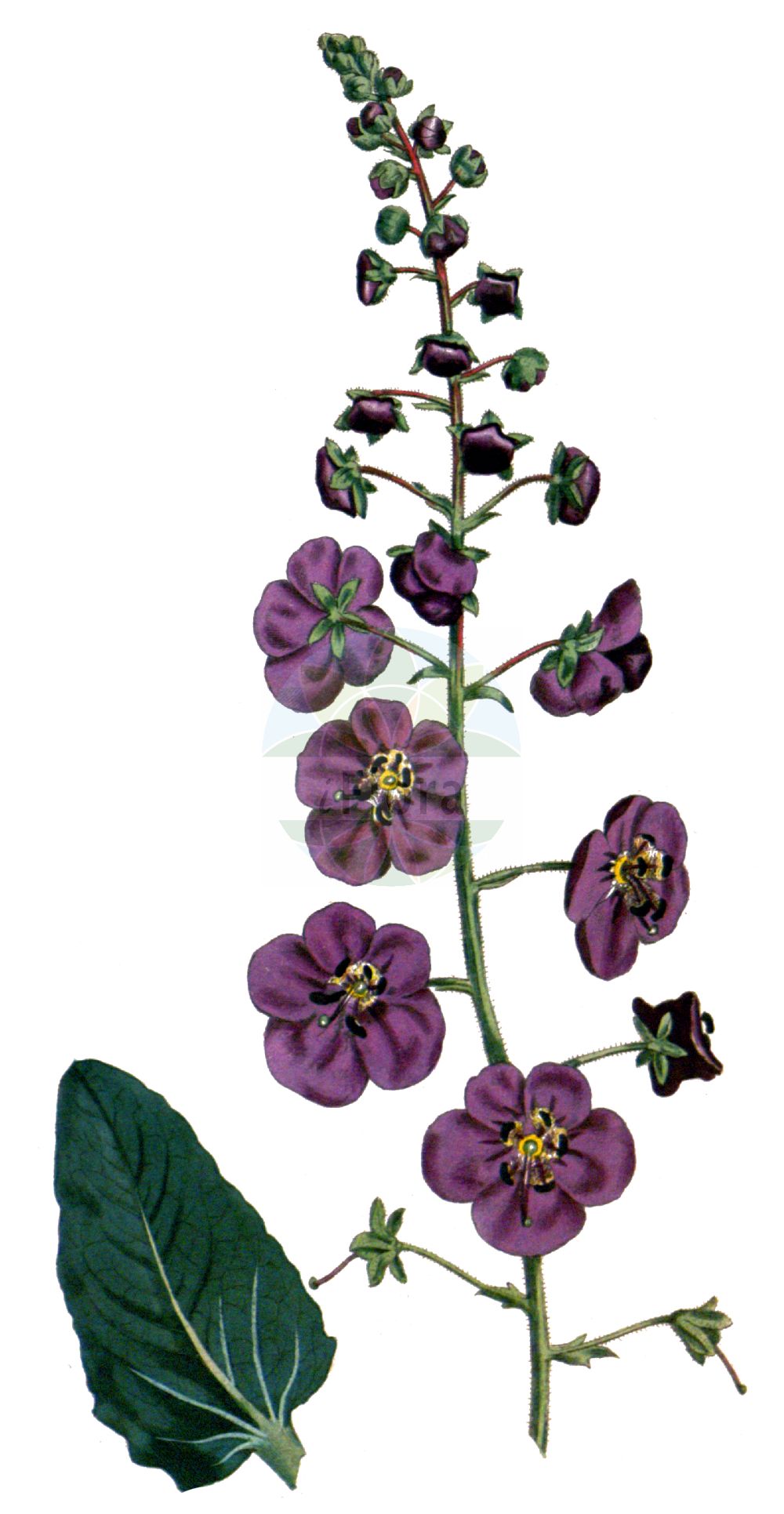 Verbascum phoeniceum - Scrophulariaceae,Plantae,Pteridobiotina,Angiosperms,Lamiales,Scrophulariaceae,Verbascum,Verbascum phoeniceum,Thapsus pheniceum, Verbascum collinum,Purpur-Königskerze;Violette Königskerze;purple mullein;Molène de Phénicie;molène fausse blattaire;molène pourpre;Verbasco porporino;коровяк фиолетовый;yanık sığırkuyruğu;bar peshku vjellcë-ngjyrë qielli;netull;modroglavac;violkungsljus;dziewanna fioletowa;vijolični lučnik;lila ökörfarkkóró;divizna brunátná;divizna fialová;coada calului;divozel nachový;divozel tmavočervený;дивина фіолетова;виолетов лопен;Финикийски лопен;violetais deviņvīruspēks;fiolkongslys;purppuratulikukka;модроцветна дивизма;violetinė tūbė;zǐ máo ruǐ huā;紫毛蕊花
