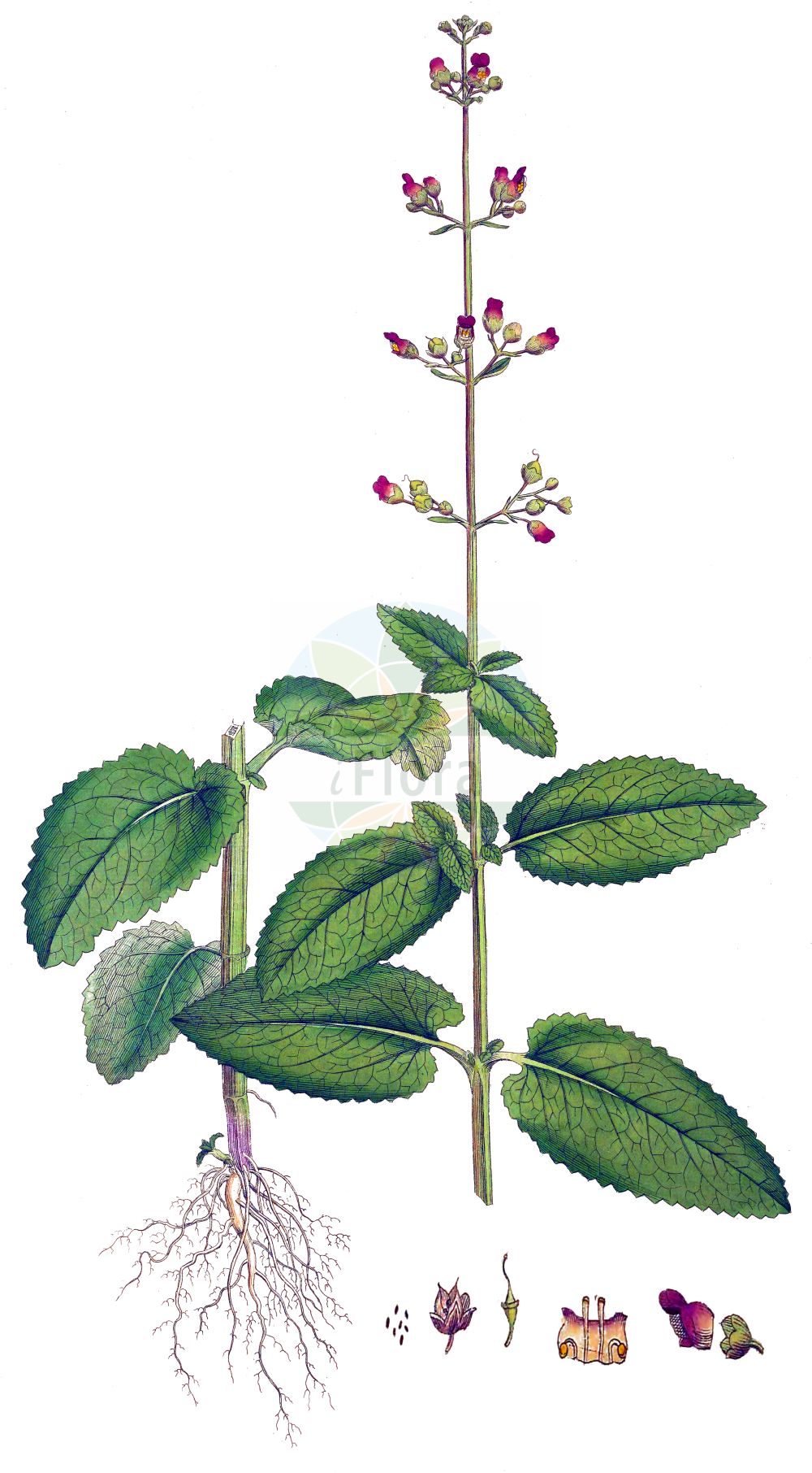 Scrophularia oblongifolia - Scrophulariaceae,Plantae,Pteridobiotina,Angiosperms,Lamiales,Scrophulariaceae,Scrophularia,Scrophularia oblongifolia,Scrophularia affinis, Scrophularia alata, Scrophularia alata prol. cinerea, Scrophularia alata subsp. ehrahrtii, Scrophularia alata subsp. ehrhartii, Scrophularia alata subsp. neesii, Scrophularia alata subsp. umbrosa, Scrophularia alata var. cinerea, Scrophularia alata var. crenata, Scrophularia alata var. neesii, Scrophularia anthemifolia, Scrophularia aquatica, Scrophularia aquatica subsp. cinerea, Scrophularia aquatica subsp. ehrhartii, Scrophularia aquatica subsp. oblongifolia, Scrophularia aquatica var. chlorantha, Scrophularia aquatica var. crenata, Scrophularia aquatica var. umbrosa, Scrophularia balbisii subsp. cinerea, Scrophularia cinerea, Scrophularia cymigera, Scrophularia ehrhartii, Scrophularia ehrhartii var. crenata, Scrophularia ehrhartii var. samaritanii, Scrophularia epicalycina, Scrophularia neesii, Scrophularia oblongifolia subsp. neesii, Scrophularia oblongifolia subsp. umbrosa, Scrophularia pisidica, Scrophularia samaritanii, Scrophularia umbrosa, Scrophularia umbrosa, Scrophularia umbrosa subsp. neesii, Scrophularia umbrosoides,Nees' Flügel-Braunwurz;Nees-Flügel-Braunwurz