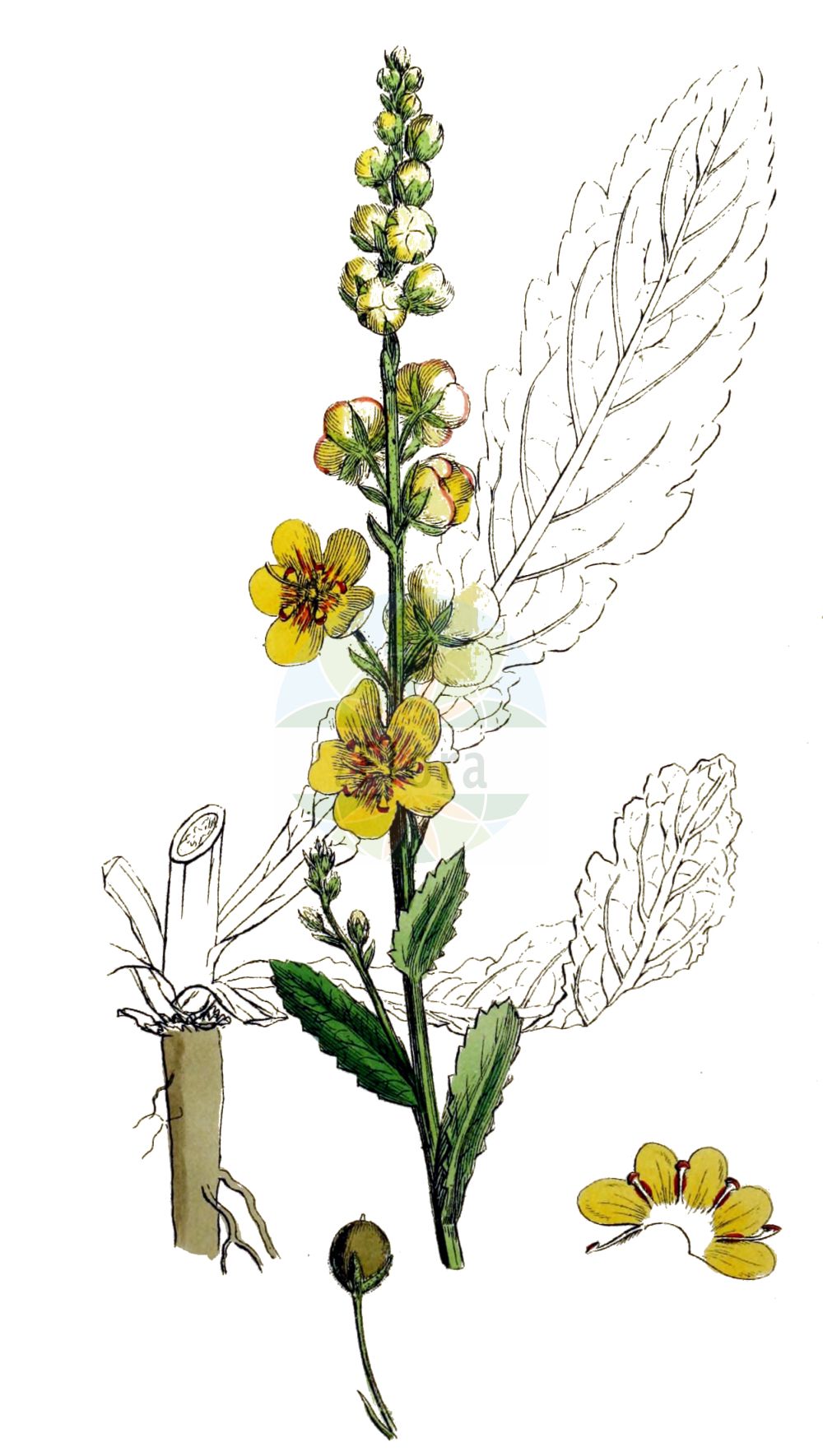 Verbascum blattaria - Scrophulariaceae,Plantae,Pteridobiotina,Angiosperms,Lamiales,Scrophulariaceae,Verbascum,Verbascum blattaria,Blattaria vulgaris, Thapsus blattaria, Verbascum blattaria f. albiflorum, Verbascum blattaria f. blattaria, Verbascum blattaria subsp. repandum, Verbascum blattaria var. albiflorum, Verbascum blattaria var. albiflorum, Verbascum blattaria var. brevipedicellatum, Verbascum blattaria var. crenatum, Verbascum blattaria var. incarnatum, Verbascum blattaria var. majus, Verbascum blattaria var. normalis, Verbascum blattaria var. rubricaule, Verbascum blattaria var. subintegerrimum, Verbascum blattariforme, Verbascum carduifolium, Verbascum carduifolium, Verbascum caucasicum, Verbascum claytonii, Verbascum cordatum, Verbascum glabrum, Verbascum leptophyllum, Verbascum luridum, Verbascum nitidum, Verbascum ramosissimum, Verbascum repandum, Verbascum rhinanthifolium, Verbascum virgatum,Motten-Königskerze;Schaben-Königskerze;Schaben-Wollkraut;Schabenkraut;moth mullein;molène blattaire;spurious mullein;Molène blattaire;herbe aux mites;herbe-aux-mites;hierba del pano;hierba del paño;blataria menor;cenicientos;croca;cucaracha montesina;cucaracha real;cucarachera blanca;gordolobo macho;gordolobo polillero;guante de doncella;hierba de la polilla;polillera;sabonera;verbasco;Verbasco polline;polline;verbasco blattario;mottekruid;mottenkruid;verbasco-amarelo;коровяк молевый;коровяк тараканий;tutan sığırkuyruğu;bar peshku moleje;netull;blatària;llepasera borda;moljačka divizma;dziewanna rdzawa;môzuika;モウズイカ;grozdasti lučnik;molyűző ökörfarkkóró;divizna švábovitá;divozel červikový;divozel švábový;дивина тарганяча;обикновен лопен