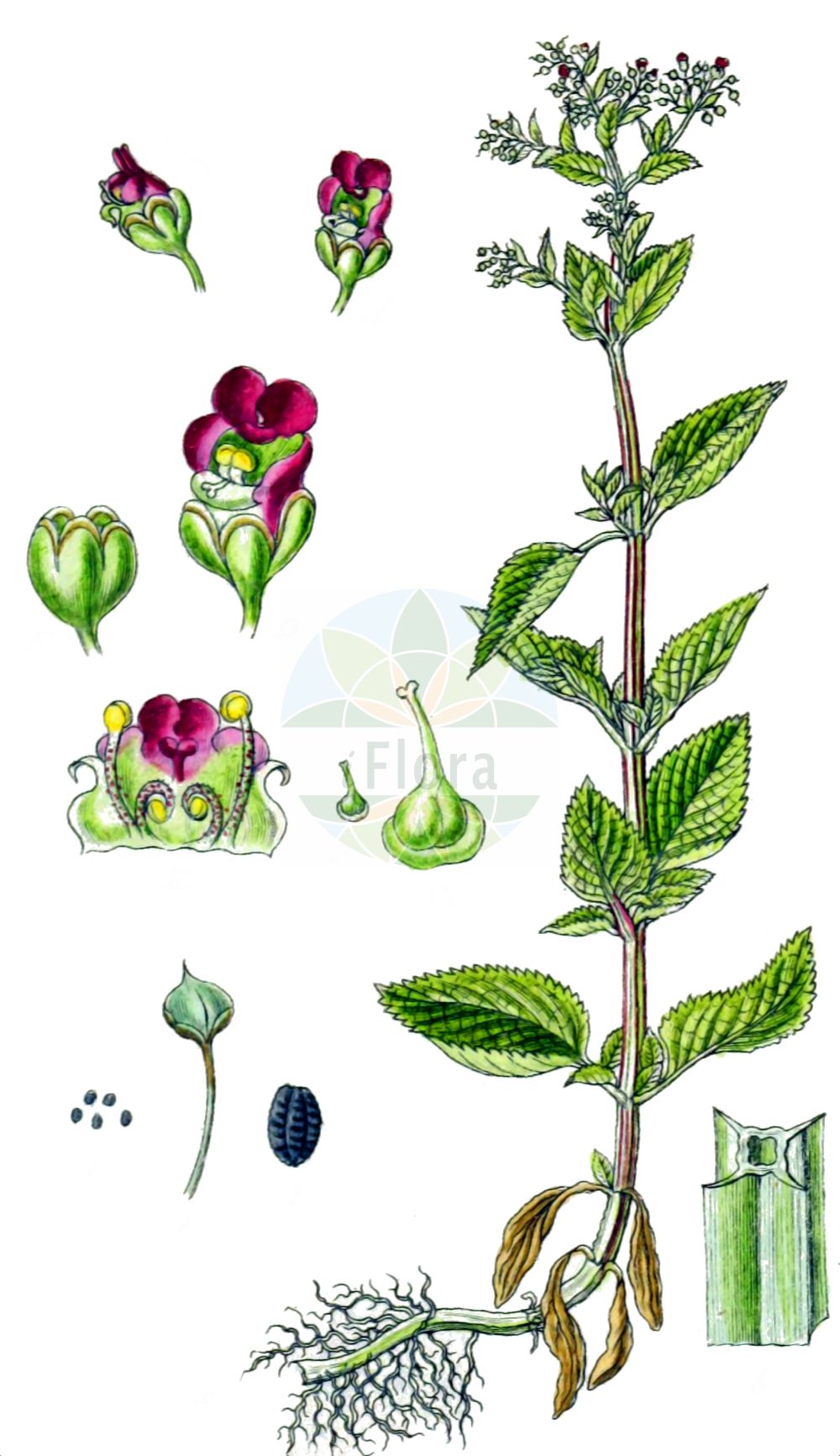Scrophularia oblongifolia - Scrophulariaceae,Plantae,Pteridobiotina,Angiosperms,Lamiales,Scrophulariaceae,Scrophularia,Scrophularia oblongifolia,Scrophularia affinis, Scrophularia alata, Scrophularia alata prol. cinerea, Scrophularia alata subsp. ehrahrtii, Scrophularia alata subsp. ehrhartii, Scrophularia alata subsp. neesii, Scrophularia alata subsp. umbrosa, Scrophularia alata var. cinerea, Scrophularia alata var. crenata, Scrophularia alata var. neesii, Scrophularia anthemifolia, Scrophularia aquatica, Scrophularia aquatica subsp. cinerea, Scrophularia aquatica subsp. ehrhartii, Scrophularia aquatica subsp. oblongifolia, Scrophularia aquatica var. chlorantha, Scrophularia aquatica var. crenata, Scrophularia aquatica var. umbrosa, Scrophularia balbisii subsp. cinerea, Scrophularia cinerea, Scrophularia cymigera, Scrophularia ehrhartii, Scrophularia ehrhartii var. crenata, Scrophularia ehrhartii var. samaritanii, Scrophularia epicalycina, Scrophularia neesii, Scrophularia oblongifolia subsp. neesii, Scrophularia oblongifolia subsp. umbrosa, Scrophularia pisidica, Scrophularia samaritanii, Scrophularia umbrosa, Scrophularia umbrosa, Scrophularia umbrosa subsp. neesii, Scrophularia umbrosoides,Nees' Flügel-Braunwurz;Nees-Flügel-Braunwurz