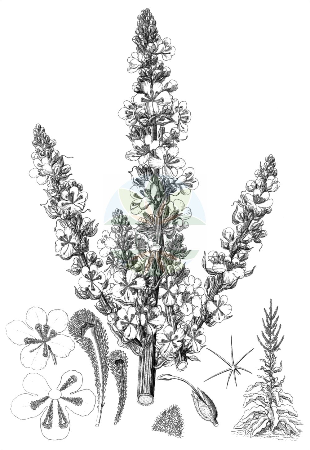 Verbascum speciosum - Scrophulariaceae,Plantae,Pteridobiotina,Angiosperms,Lamiales,Scrophulariaceae,Verbascum,Verbascum speciosum,Verbascum megaphlomos,Prächtige Königskerze;Pracht-Königskerze;showy mullein;Molène splendide;Verbasco appariscente;verbasco bello;коровяк великолепный;zelve;netull;lijepa divizma;praktkungsljus;kandelaber-kongelys;dwiewanna okazała;krasni lučnik;pompás ökörfarkkóró;divizna ozdobná;divozel ozdobný;divozel úhľadný;дивина прегарна;красна лопен;прекрасен лопен;белолисна дивизма