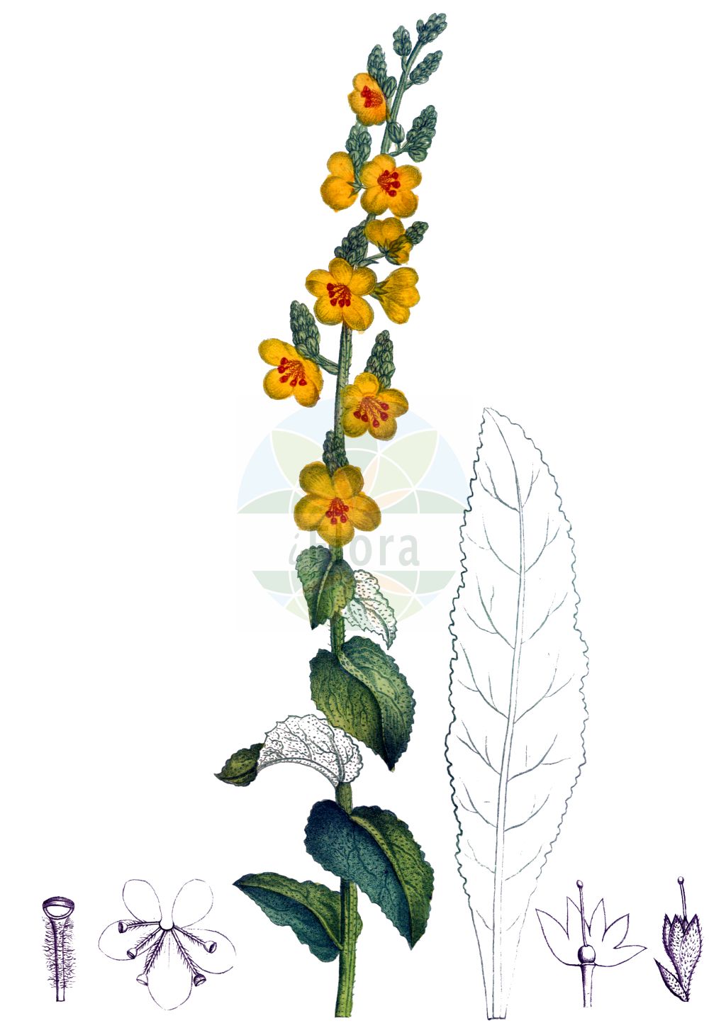 Verbascum chaixii - Scrophulariaceae,Plantae,Pteridobiotina,Angiosperms,Lamiales,Scrophulariaceae,Verbascum,Verbascum chaixii,Österreichische Königskerze;Chaix' Wollkraut;Französische Königskerze;Chaix' Königskerze;Molène de Chaix;bouillon blanc;berbasco;croca;sabonera;Verbasco di Chaix;коровяк Шэ;porpres;torpes;divizma;dziewanna Chaixa;Chaixov lučnik;divizna jižní;divozel Chaixov;Шексиев лопен