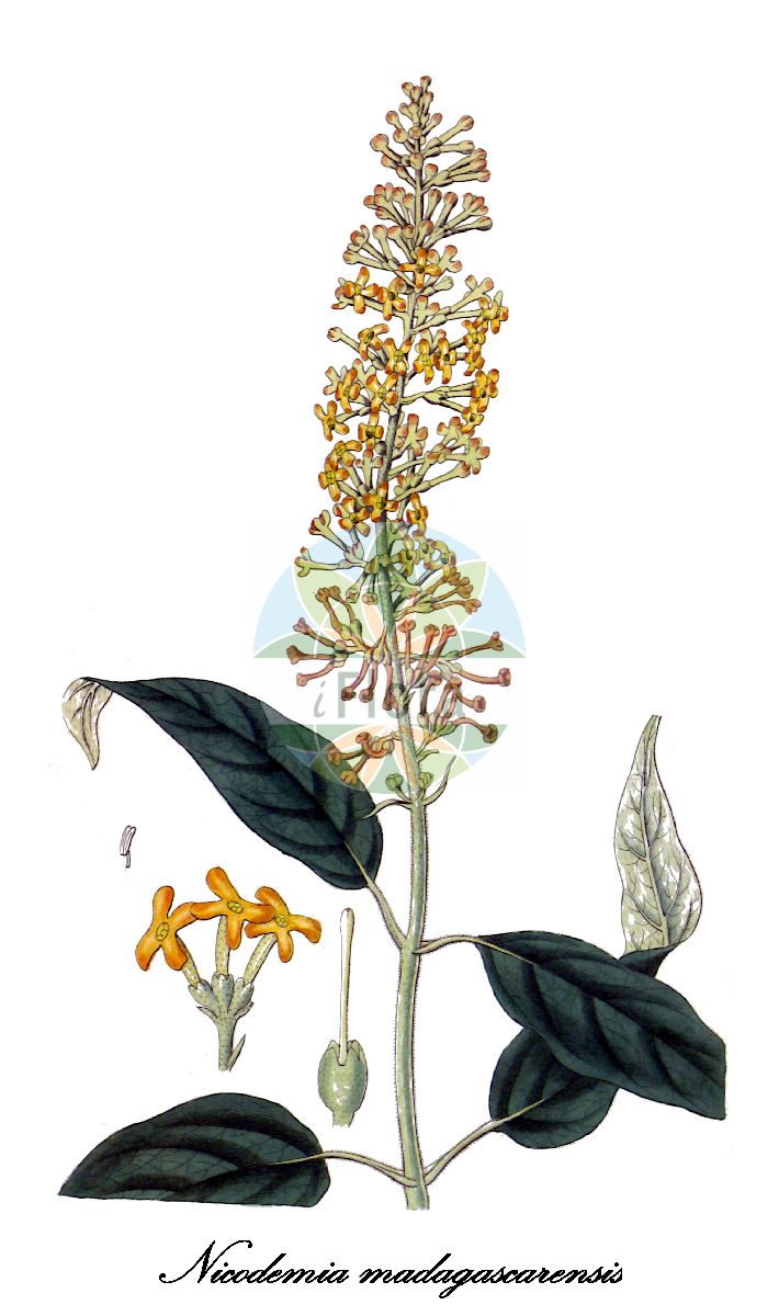 Nicodemia madagascarensis - Scrophulariaceae