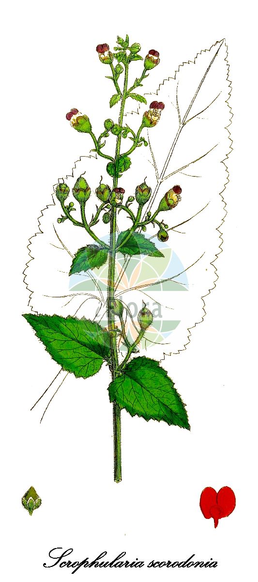 Scrophularia scorodonia - Scrophulariaceae,Plantae,Pteridobiotina,Angiosperms,Lamiales,Scrophulariaceae,Scrophularia,Scrophularia scorodonia,Scrophularia betonicifolia, Scrophularia biserrata, Scrophularia cantabrica, Scrophularia cordata, Scrophularia crenata, Scrophularia iberica, Scrophularia melissifolia, Scrophularia papillaris, Scrophularia rugosa, Scrophularia scorodonia f. glabrescens, Scrophularia scorodonia f. verticillata, Scrophularia scorodonia subsp. multiflora, Scrophularia scorodonia subsp. tinantii, Scrophularia scorodonia subvar. viridiflora, Scrophularia scorodonia var. acutifolia, Scrophularia scorodonia var. brevifolia, Scrophularia scorodonia var. glabrescens, Scrophularia scorodonia var. longepetiolata, Scrophularia scorodonia var. multiflora, Scrophularia scorodonia var. papillaris, Scrophularia scorodonia var. parvifolia, Scrophularia scorodonia var. verticillata, Scrophularia scorodonifolia, Scrophularia tinantii,Knoblauchartige Braunwurz;balm-leaved figwort;scrophulaire scorodoine;escrofularia;erva-do-mau-olhado;escrofulária;japão;trolha;норичник шишковатый