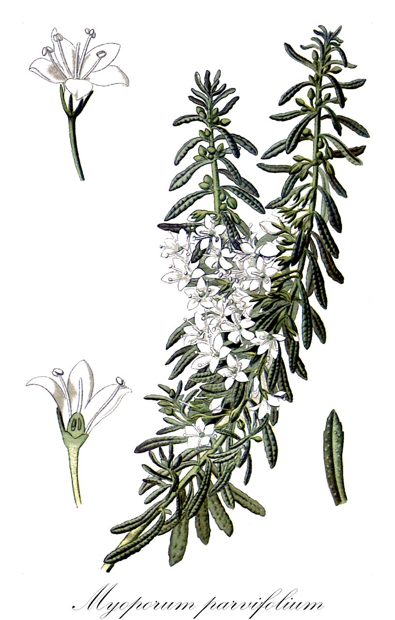 Myoporum parvifolium - Scrophulariaceae,Plantae,Pteridobiotina,Angiosperms,Lamiales,Scrophulariaceae,Myoporum,Myoporum parvifolium,Myoporum humile, Myoporum verrucosum, Pogonia aspera, Pogonia scabra, Pogonia tuberculata, Pogonia verrucosa,creeping myoporum