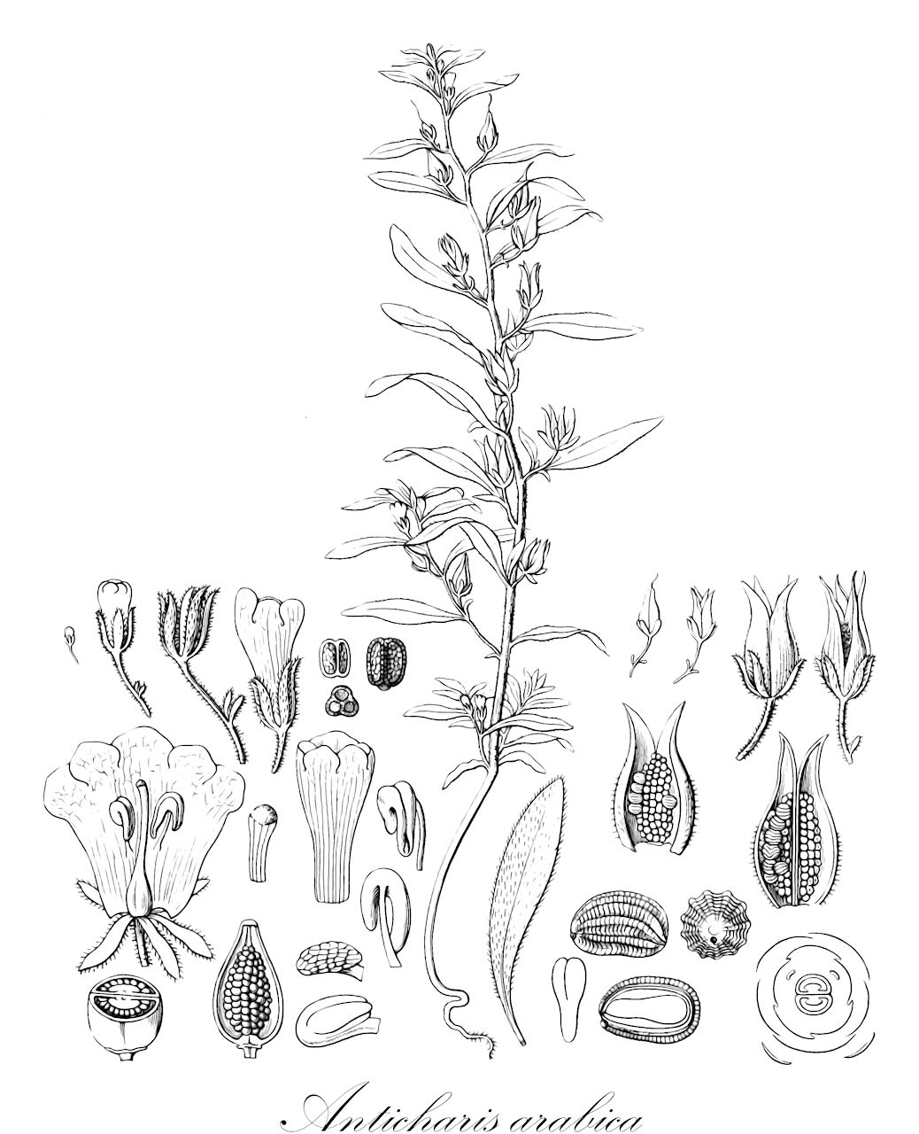 Anticharis arabica - Scrophulariaceae,Plantae,Pteridobiotina,Angiosperms,Lamiales,Scrophulariaceae,Anticharis,Anticharis arabica,Anticharis glandulosa var. intermedia, Capraria aegyptiaca, Capraria arabica, Distemon campanulatus, Meissarrhena tomentosa