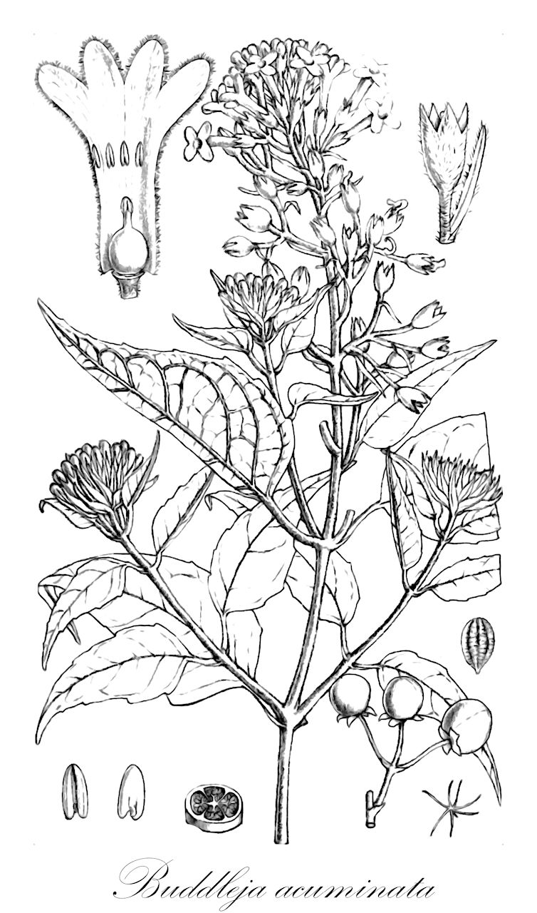 Buddleja acuminata - Scrophulariaceae,Plantae,Pteridobiotina,Angiosperms,Lamiales,Scrophulariaceae,Buddleja,Buddleja acuminata,Adenoplea baccata, Adenoplea baroniana, Adenoplea sinuata, Buddleja candelabrum, Buddleja poiretii, Buddleja sinuata, Nicodemia baroniana