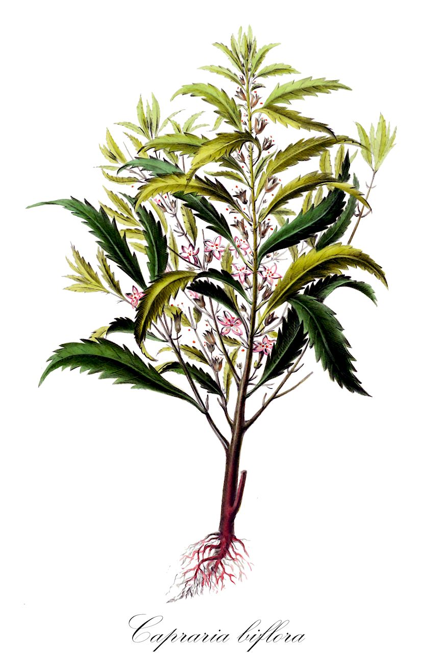 Capraria biflora - Scrophulariaceae,Plantae,Pteridobiotina,Angiosperms,Lamiales,Scrophulariaceae,Capraria,Capraria biflora,Capraria semiserrata