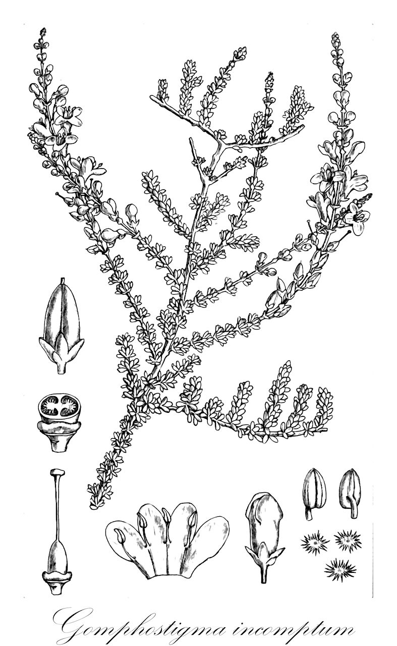 Gomphostigma incomptum - Scrophulariaceae,Plantae,Pteridobiotina,Angiosperms,Lamiales,Scrophulariaceae,Gomphostigma,Gomphostigma incomptum,Buddleja incompta, Gomphostigma incanum