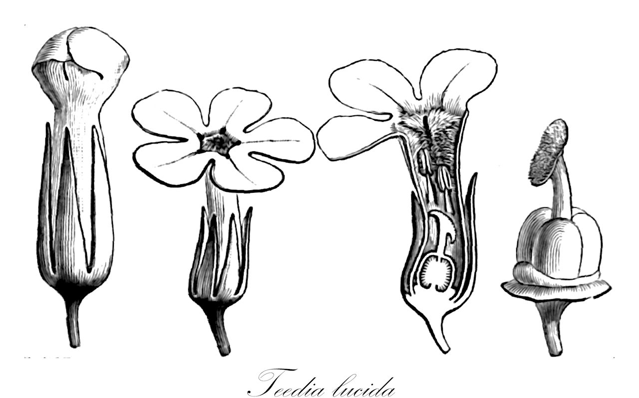 Teedia lucida - Scrophulariaceae,Plantae,Pteridobiotina,Angiosperms,Lamiales,Scrophulariaceae,Teedia,Teedia lucida,Borckhausenia lucida, Capraria lucida