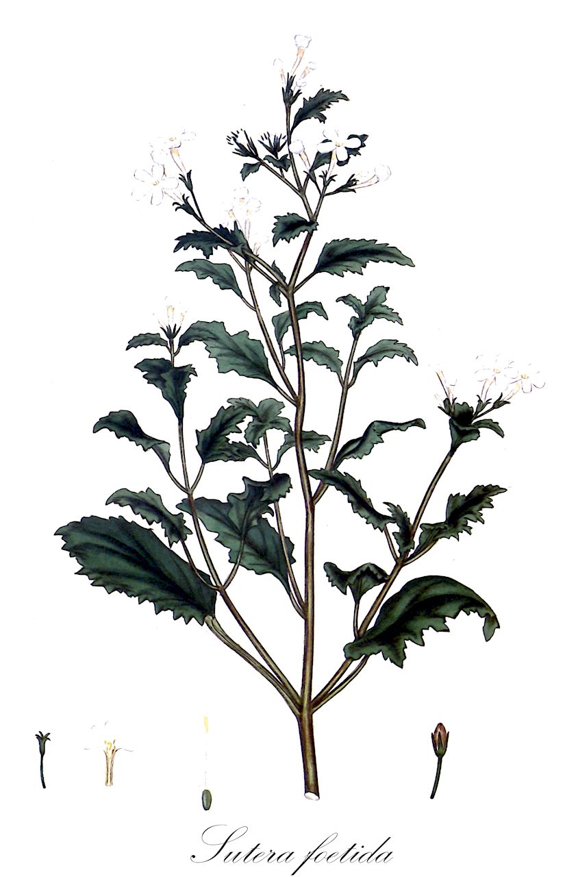Sutera foetida - Scrophulariaceae,Plantae,Pteridobiotina,Angiosperms,Lamiales,Scrophulariaceae,Sutera,Sutera foetida,Buchnera foetida, Buchnera foetida, Buchnera foetida, Chaenostoma foetidum, Manulea aequipetala, Manulea alternifolia, Manulea foetida, Palmstruckia foetida