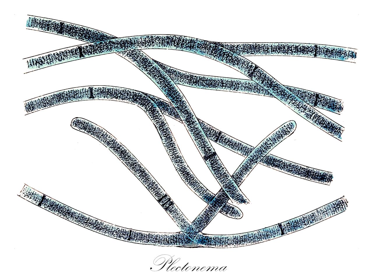 Plectonema - Cyanobacteria,Biota,Bacteria,Negibacteria,Cyanobacteria,Cyanophyceae,Nostocales,Scytonemataceae,Plectonema