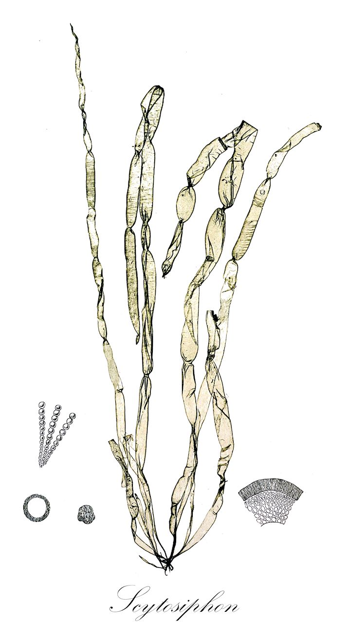 Scytosiphon - Scytosiphonaceae,Biota,Chromista,Ochrophyta,Phaeophyceae,Scytosiphonales,Scytosiphonaceae,Scytosiphon,Hapterophycus