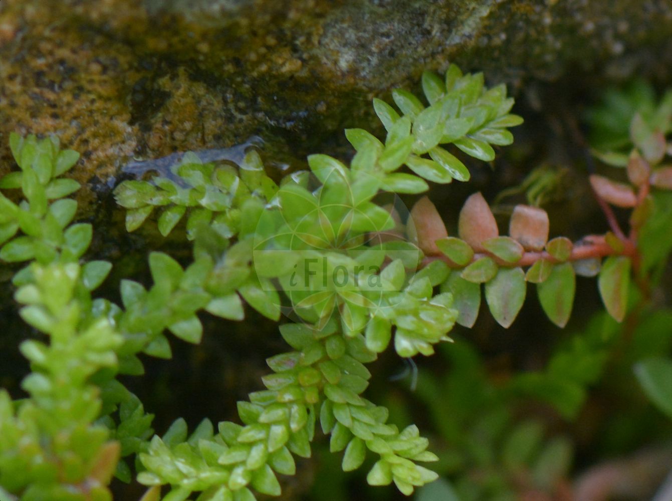 Selaginella helvetica - Selaginellaceae,Plantae,Pteridobiotina,Lycopodiophyta,Lycopodiopsida,Selaginellales,Selaginellaceae,Selaginella,Selaginella helvetica,Schweizer Moosfarn;swiss clubmoss;Sélaginelle de Suisse;Selaginella elvetica;zwitsers selaginella;селагинелла швейцарская;selagin;selagjinelë;widlicka szwajcarska;ezo-no-hime-kuramagoke;エゾノヒメクラマゴケ;švicarska drežica;hegyi csipkeharaszt;vraneček švýcarský;vranček švajčiarsky;плаунок швейцарський;швейчарский бронец;xiǎo juǎn bǎi;小卷柏