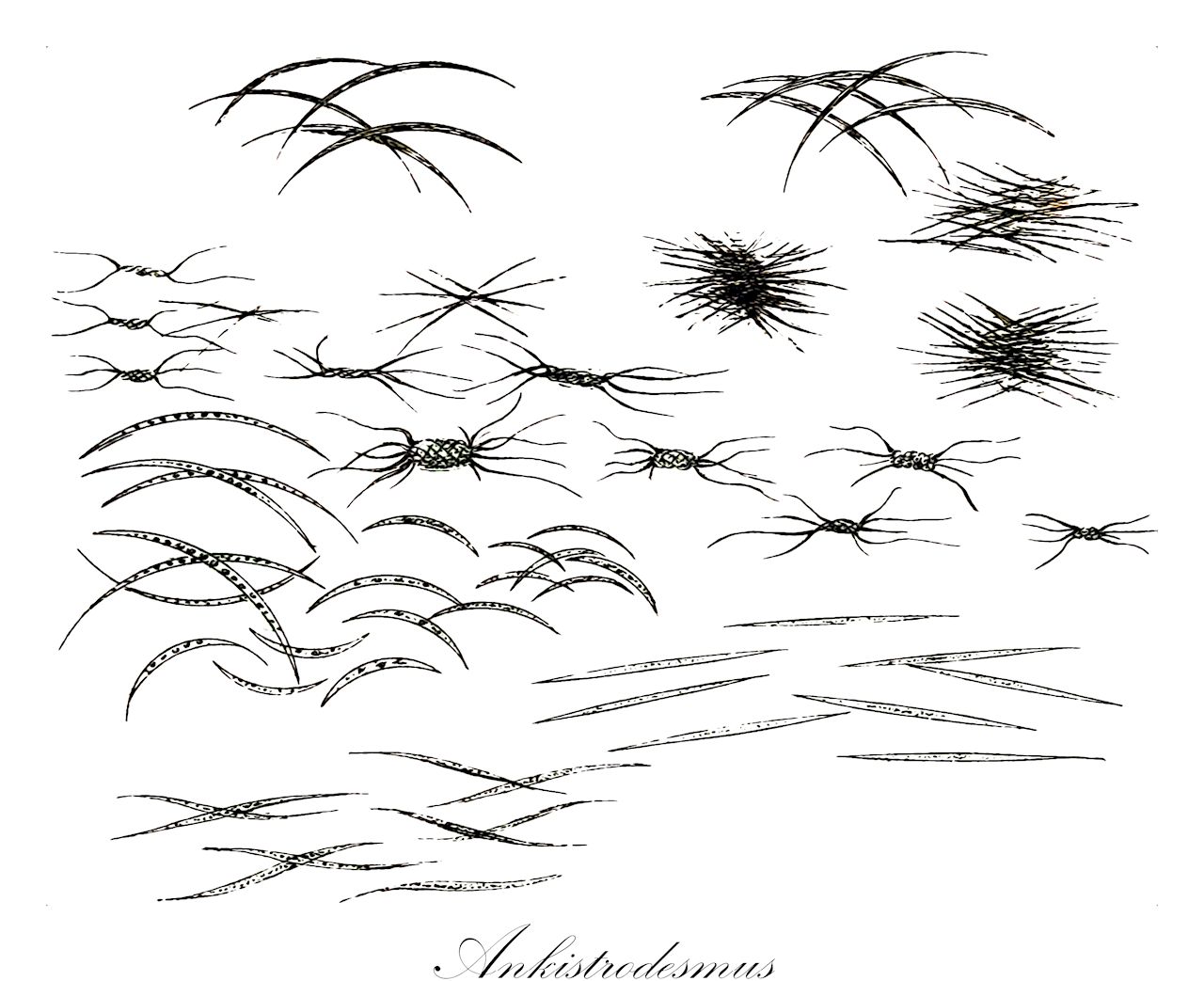 Ankistrodesmus - Chlorophyta,Biota,Plantae,Chlorophyta,Chlorophytina,Chlorophyceae,Sphaeropleales,Selenastraceae,Ankistrodesmus,Ancistrodesmus, Rhaphidium