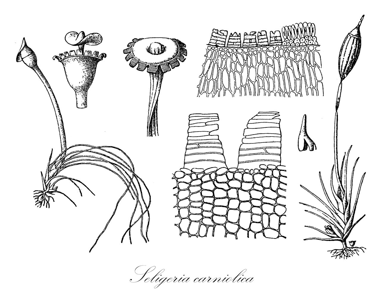Seligeria carniolica - Seligeriaceae,Plantae,Bryobiotina,Bryophyta,Bryopsida,Dicranidae,Grimmiales,Seligeriaceae,Seligeria,Seligeria carniolica,Trochobryum carniolicum