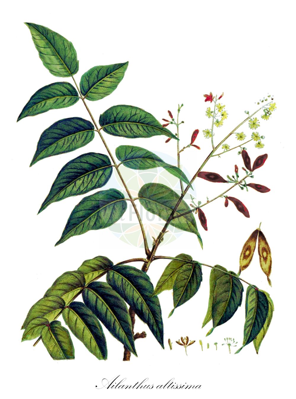 Ailanthus altissima - Simaroubaceae,Plantae,Pteridobiotina,Angiosperms,Sapindales,Simaroubaceae,Ailanthus,Ailanthus altissima,Ailanthus glandulosa var. erythrocarpa, Albonia peregrina, Choerospondias auriculata, Rhus cacodendron, Toxicodendron altissimum,Drüsiger Götterbaum;Götterbaum;Chinesischer Götterbaum;tree-of-heaven;chinese sumach;copal tree;stinking quassia;stinking sumac;sumac tree;Ailante;ailanthe glanduleux;arbre du ciel;arbre des dieux;faux vernis du Japon;ailante glanduleux;frêne puant;vernis de Chine;vernis du Japon;ailanto;arbol del cielo;zumaque falso;árbol del cielo;Ailanto;albero del cielo;albero di paradiso;sommacco americano;sommacco falso;verna del Giappone;hemelboom;árvore-do-céu;ailanto;espanta-lobos;ailanto-de-china;árvore-do-paraíso;plumas-do-diabo;verniz-do-japão;китайский ясень;айлант высочайший;kokarağaç;aringë;arra e Indisë;ailant;žljezdasti pajasen;gudaträd;himmelsträd;skyrækker;bożodrzew gruczołkowaty;ajlant wzniosły;ajlant wyniosły;shinjô;シンジユ;nigaki;ニガキ;veliki pajesen;mirigyes bálványfa;pajasan cizi;pajasan žláznatý;arbore-puturos;cenuşar;pajaseň žľaznatý;айлант найвищий;айлант;див орех;китайски ясен;aylantah ballutit;אַיְלַנְתָּה בַּלּוּטִית;βρωμόδεντρο;chòu chūn;臭椿