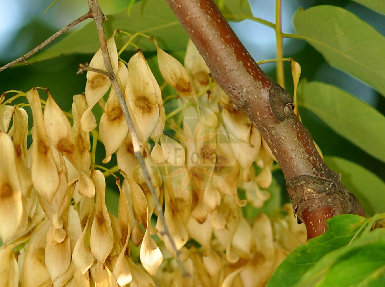 Ailanthus altissima - Simaroubaceae,Plantae,Pteridobiotina,Angiosperms,Sapindales,Simaroubaceae,Ailanthus,Ailanthus altissima,Ailanthus glandulosa var. erythrocarpa, Albonia peregrina, Choerospondias auriculata, Rhus cacodendron, Toxicodendron altissimum,Drüsiger Götterbaum;Götterbaum;Chinesischer Götterbaum;tree-of-heaven;chinese sumach;copal tree;stinking quassia;stinking sumac;sumac tree;Ailante;ailanthe glanduleux;arbre du ciel;arbre des dieux;faux vernis du Japon;ailante glanduleux;frêne puant;vernis de Chine;vernis du Japon;ailanto;arbol del cielo;zumaque falso;árbol del cielo;Ailanto;albero del cielo;albero di paradiso;sommacco americano;sommacco falso;verna del Giappone;hemelboom;árvore-do-céu;ailanto;espanta-lobos;ailanto-de-china;árvore-do-paraíso;plumas-do-diabo;verniz-do-japão;китайский ясень;айлант высочайший;kokarağaç;aringë;arra e Indisë;ailant;žljezdasti pajasen;gudaträd;himmelsträd;skyrækker;bożodrzew gruczołkowaty;ajlant wzniosły;ajlant wyniosły;shinjô;シンジユ;nigaki;ニガキ;veliki pajesen;mirigyes bálványfa;pajasan cizi;pajasan žláznatý;arbore-puturos;cenuşar;pajaseň žľaznatý;айлант найвищий;айлант;див орех;китайски ясен;aylantah ballutit;אַיְלַנְתָּה בַּלּוּטִית;βρωμόδεντρο;chòu chūn;臭椿