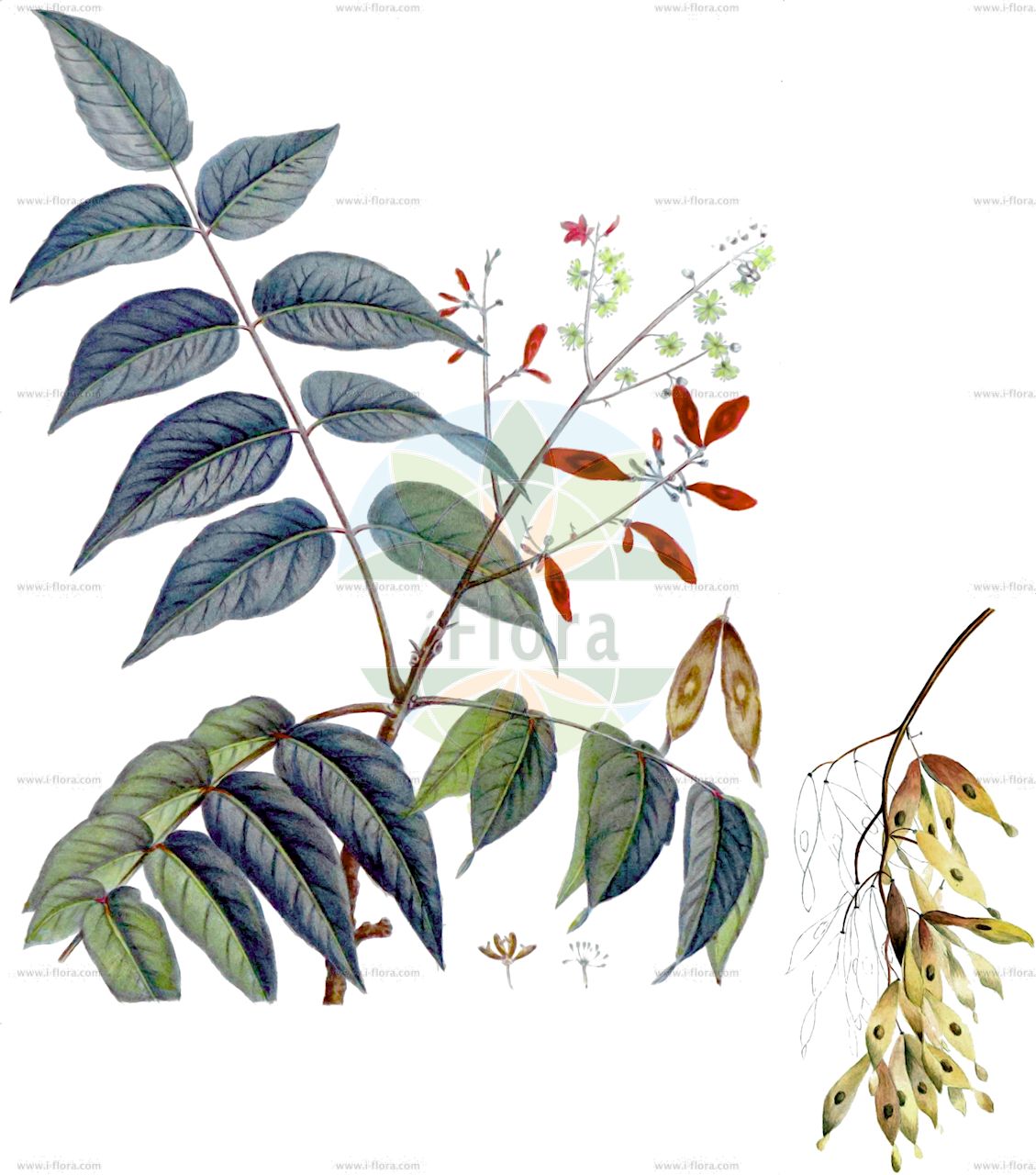 Ailanthus altissima - Simaroubaceae,Plantae,Pteridobiotina,Angiosperms,Sapindales,Simaroubaceae,Ailanthus,Ailanthus altissima,Ailanthus glandulosa var. erythrocarpa, Albonia peregrina, Choerospondias auriculata, Rhus cacodendron, Toxicodendron altissimum,Drüsiger Götterbaum;Götterbaum;Chinesischer Götterbaum;tree-of-heaven;chinese sumach;copal tree;stinking quassia;stinking sumac;sumac tree;Ailante;ailanthe glanduleux;arbre du ciel;arbre des dieux;faux vernis du Japon;ailante glanduleux;frêne puant;vernis de Chine;vernis du Japon;ailanto;arbol del cielo;zumaque falso;árbol del cielo;Ailanto;albero del cielo;albero di paradiso;sommacco americano;sommacco falso;verna del Giappone;hemelboom;árvore-do-céu;ailanto;espanta-lobos;ailanto-de-china;árvore-do-paraíso;plumas-do-diabo;verniz-do-japão;китайский ясень;айлант высочайший;kokarağaç;aringë;arra e Indisë;ailant;žljezdasti pajasen;gudaträd;himmelsträd;skyrækker;bożodrzew gruczołkowaty;ajlant wzniosły;ajlant wyniosły;shinjô;シンジユ;nigaki;ニガキ;veliki pajesen;mirigyes bálványfa;pajasan cizi;pajasan žláznatý;arbore-puturos;cenuşar;pajaseň žľaznatý;айлант найвищий;айлант;див орех;китайски ясен;aylantah ballutit;אַיְלַנְתָּה בַּלּוּטִית;βρωμόδεντρο;chòu chūn;臭椿