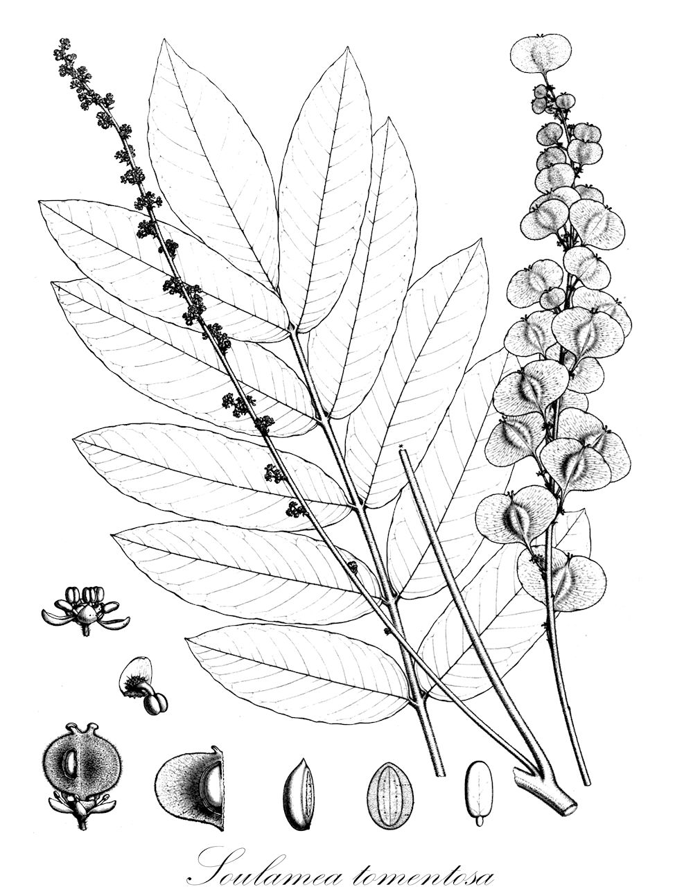 Soulamea tomentosa - Simaroubaceae,Plantae,Pteridobiotina,Angiosperms,Sapindales,Simaroubaceae,Soulamea,Soulamea tomentosa